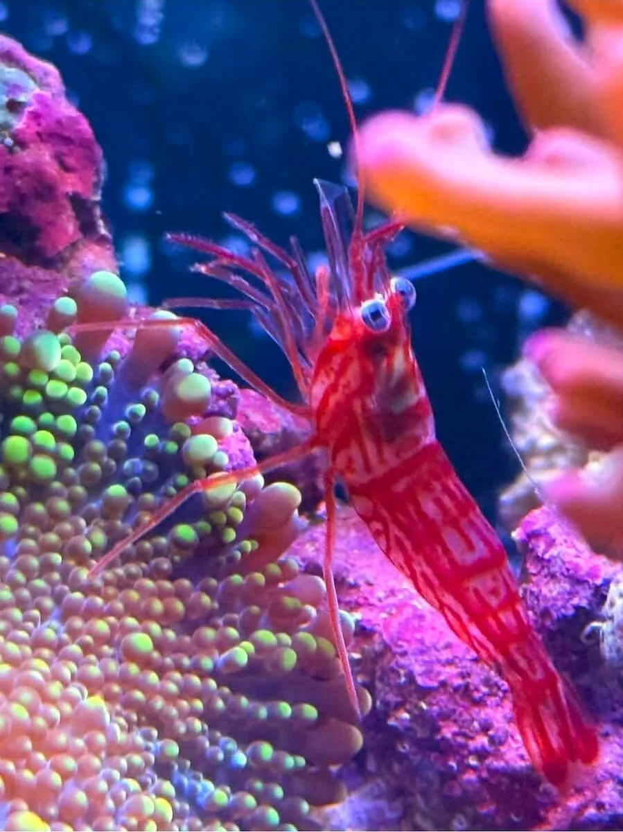 A close-up of a red and white striped shrimp with long antennae on a coral reef, surrounded by colorful coral and sea anemones.