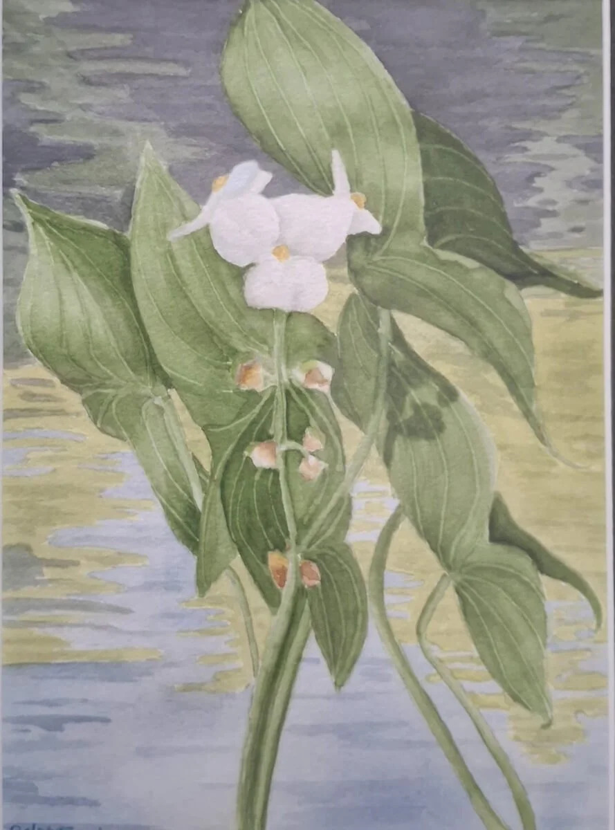 Delores-Dorland-arrowroot-X.jpeg