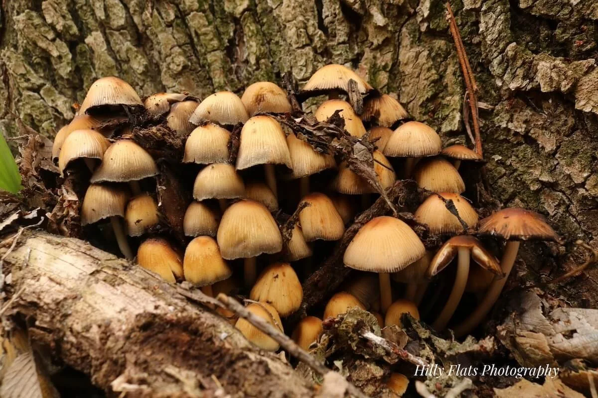 Victoria-Allen-Shroom Cluster-x.jpg