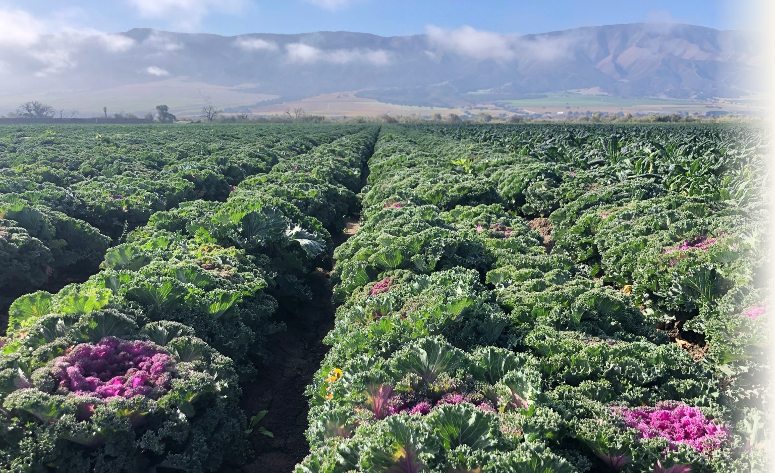 A lush green field with rows of curly-leafed plants, possibly kale or cabbage, under a partly cloudy sky with mountains in the background.