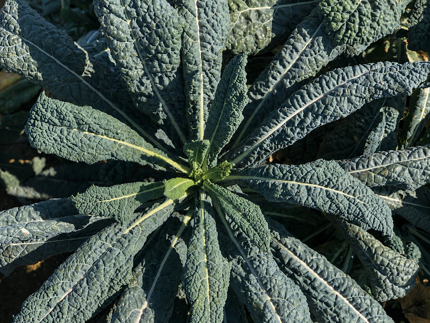 Close-up of a large leafy green plant, likely kale, with textured, crinkled leaves and prominent veins.