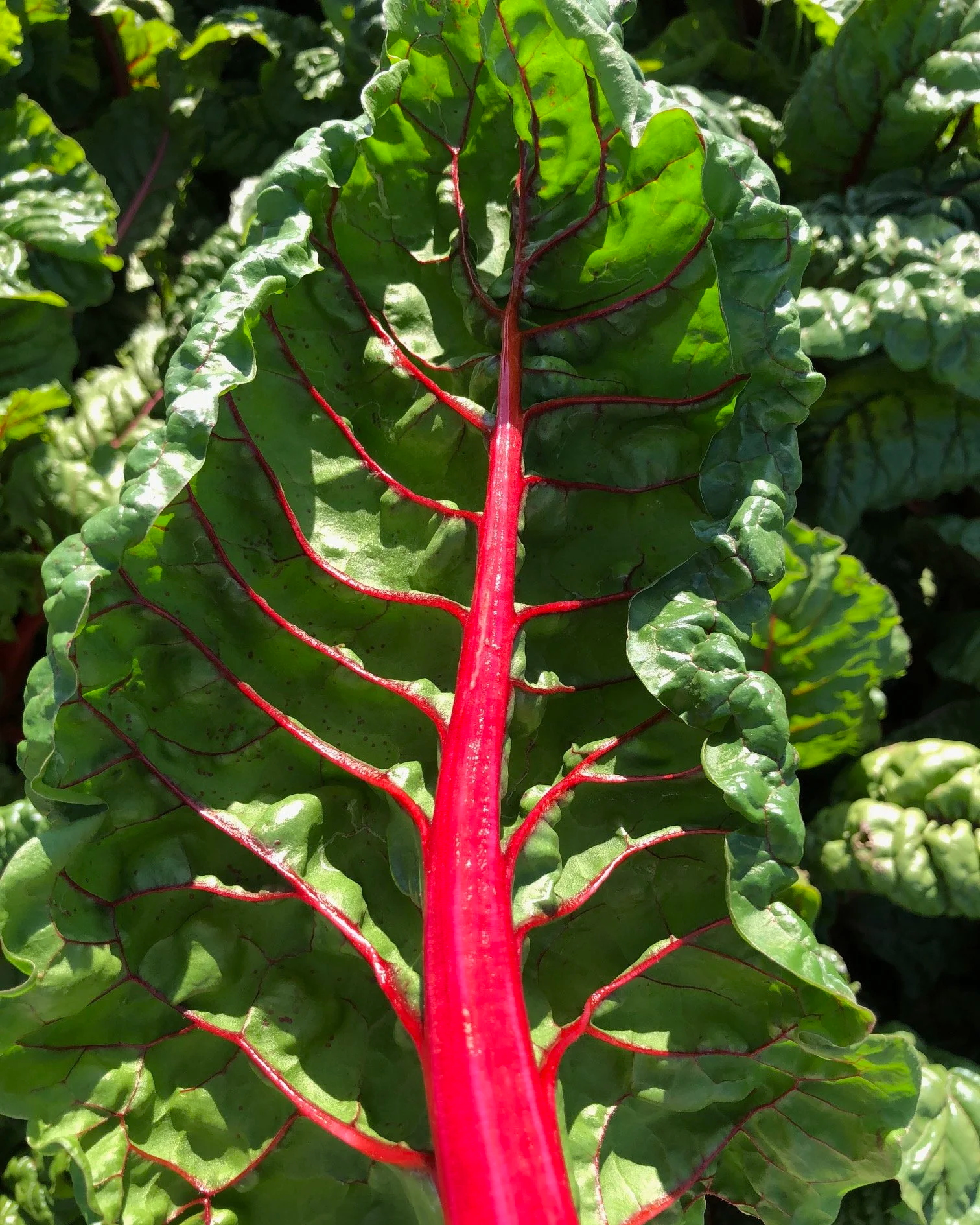 Close-up of a leafy green plant with prominent red veins and a thick central red stem.