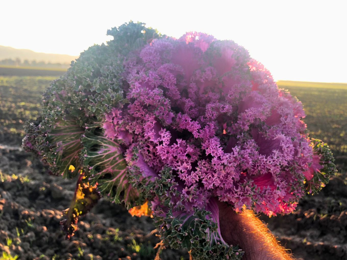 Close-up of a purple ornamental kale plant in a field during sunset, with blurred background.