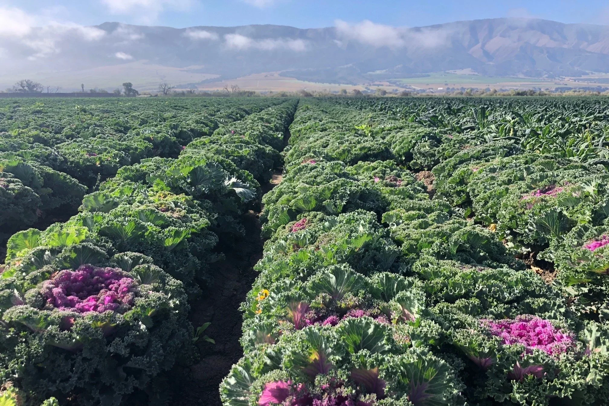 A sprawling field of ornamental kale with ruffled green and purple leaves, arranged in neat rows with a dirt path between them, under a partly cloudy sky with distant mountains in the background.