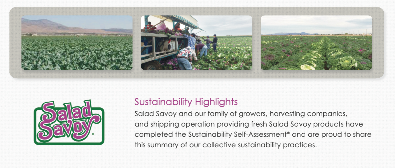 Photos of lettuce fields and workers harvesting crops in a farm.