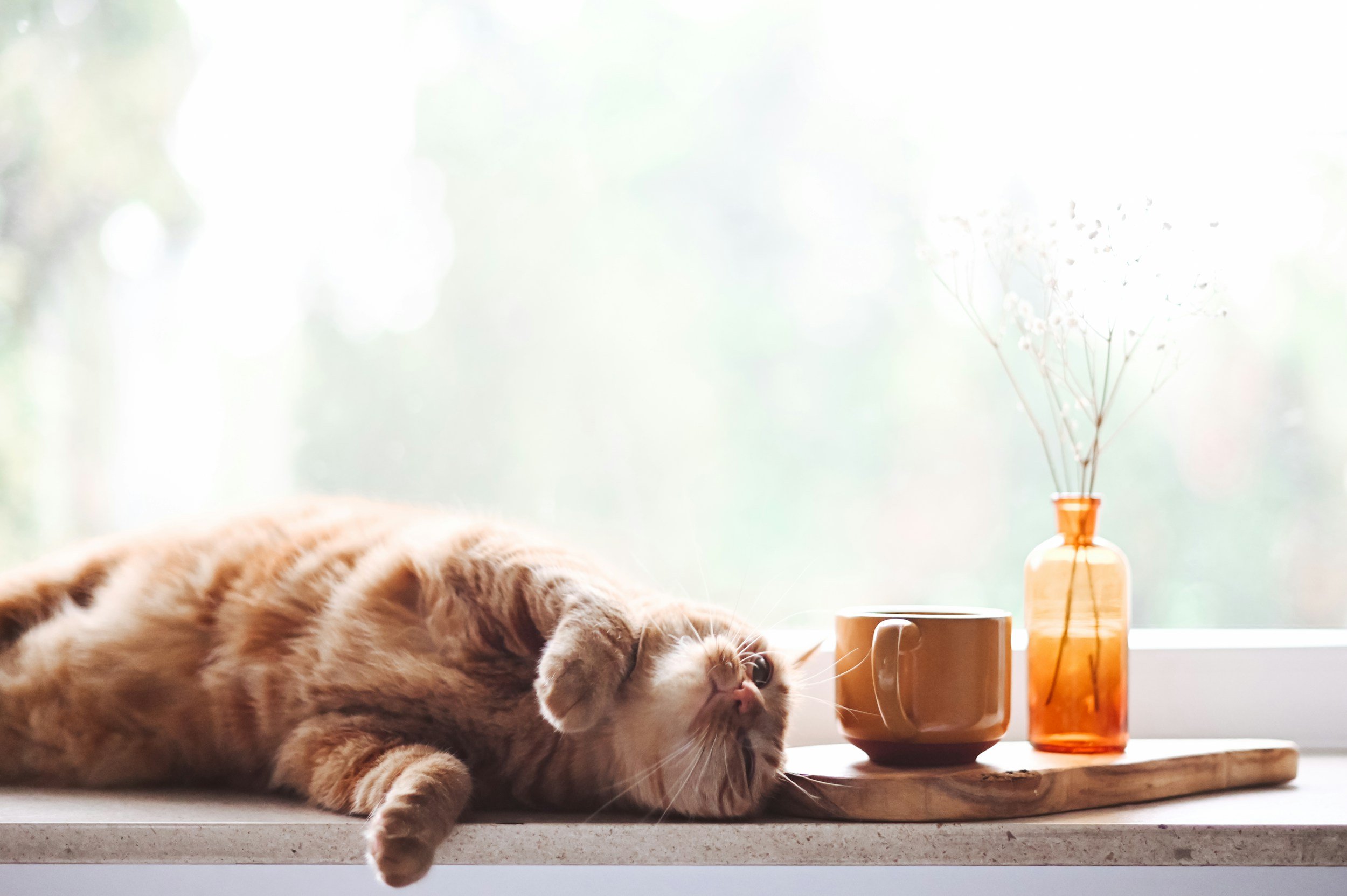 An orange tabby cat lying on a windowsill with its eyes closed. There are two amber-colored bottles and a small bowl on a wooden tray next to the cat, with a blurred background showing a window with trees outside.