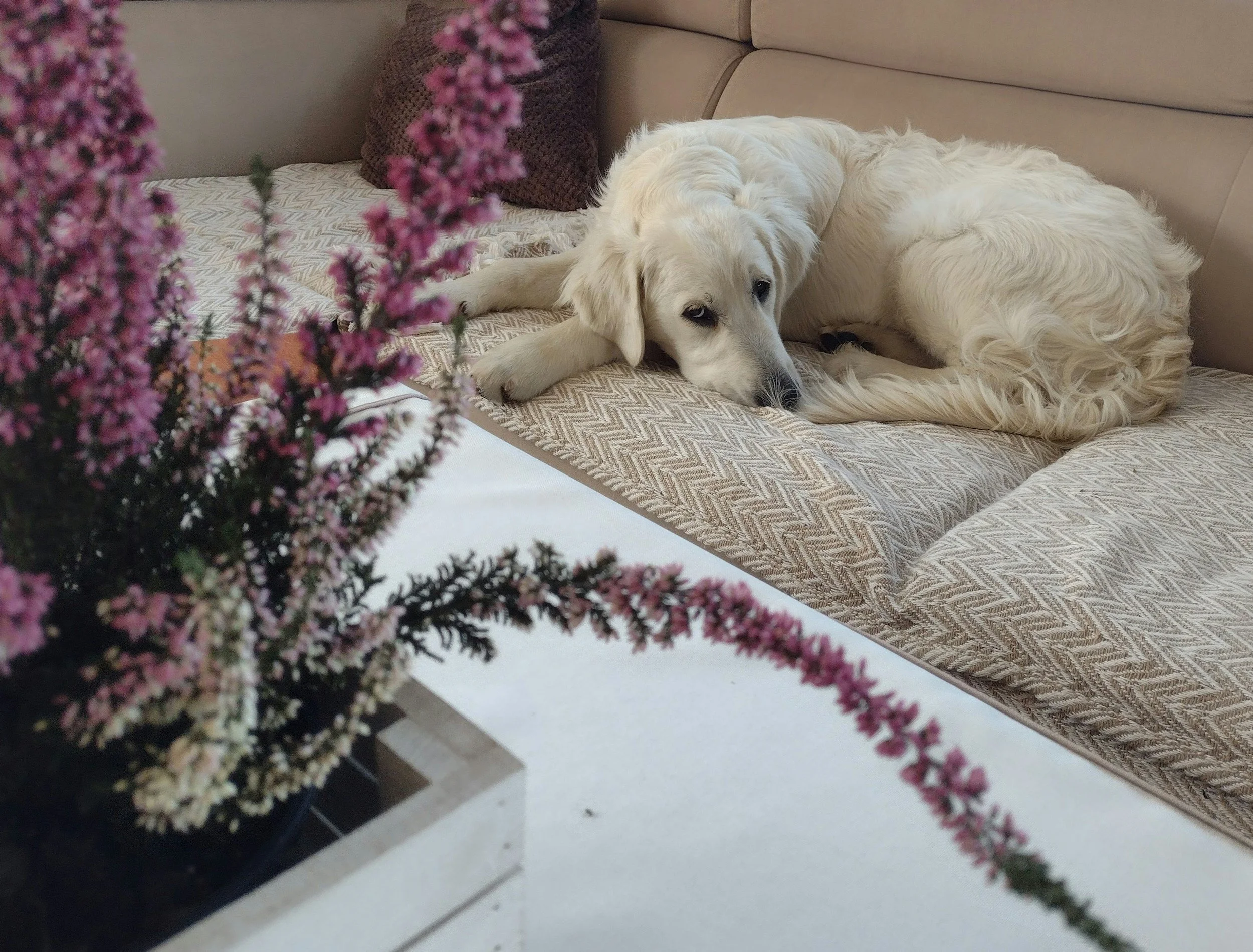 A white retriever sleeping on a beige couch with a textured blanket, near a brown crocheted pillow, with pink flowers in the foreground.