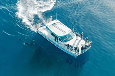 Aerial view of a dolphin watching boat in Marlborough Sounds, with lush green islands, deep blue water and a boat cruising through the bay.