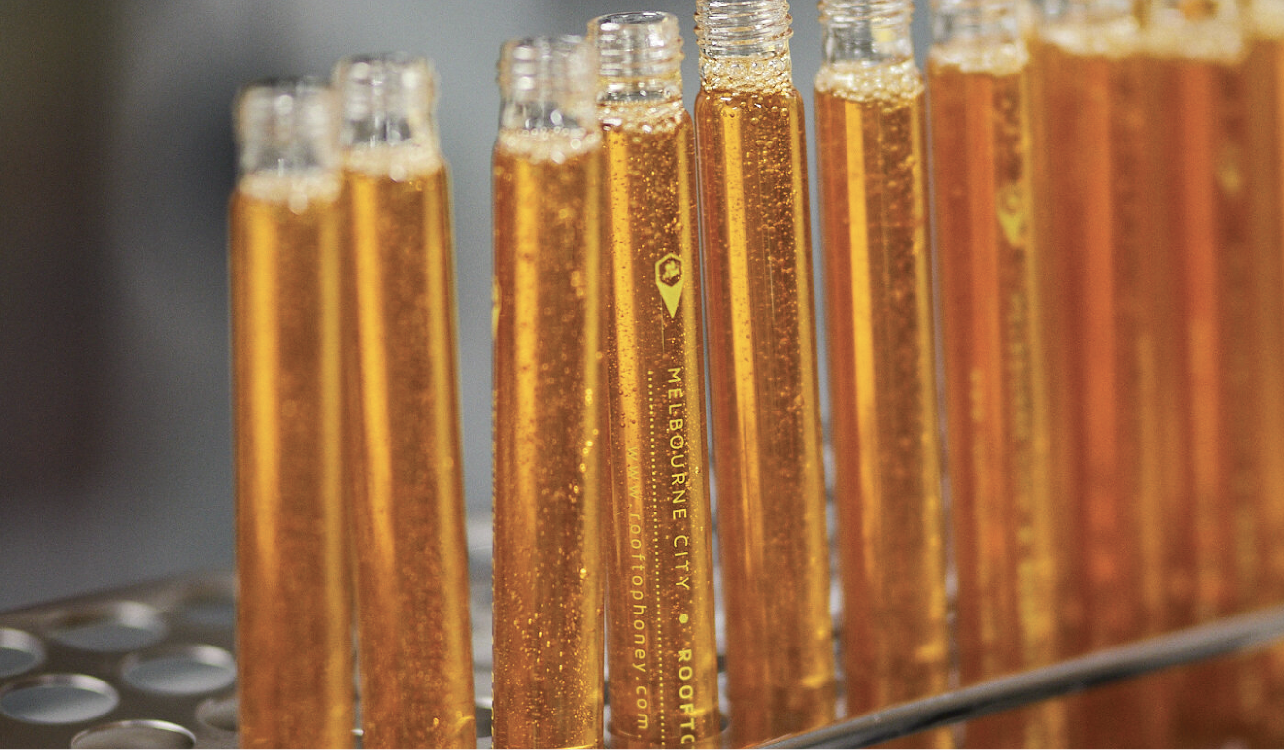 Close-up of multiple glass ampoules filled with a golden liquid, lined up in a row on a metal rack.