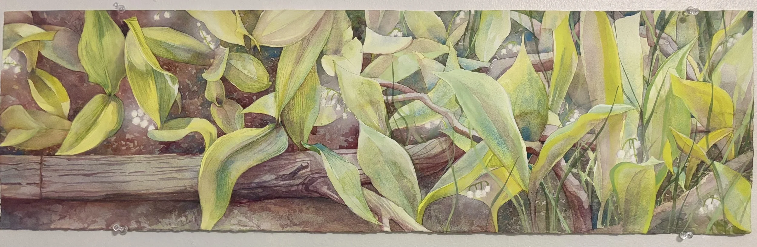 plants