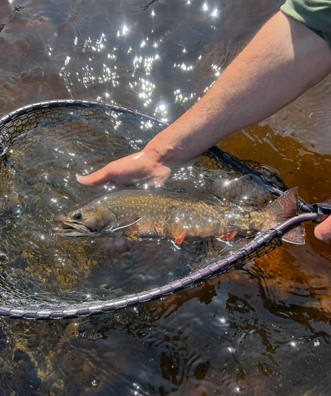 It&rsquo;s Foliage season in Maine, and red leaves mean red Brookies! Head over to the website and book a trip today.