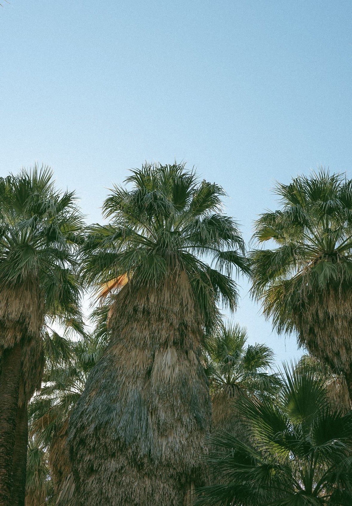 Tall palm trees with green fronds against a clear blue sky.