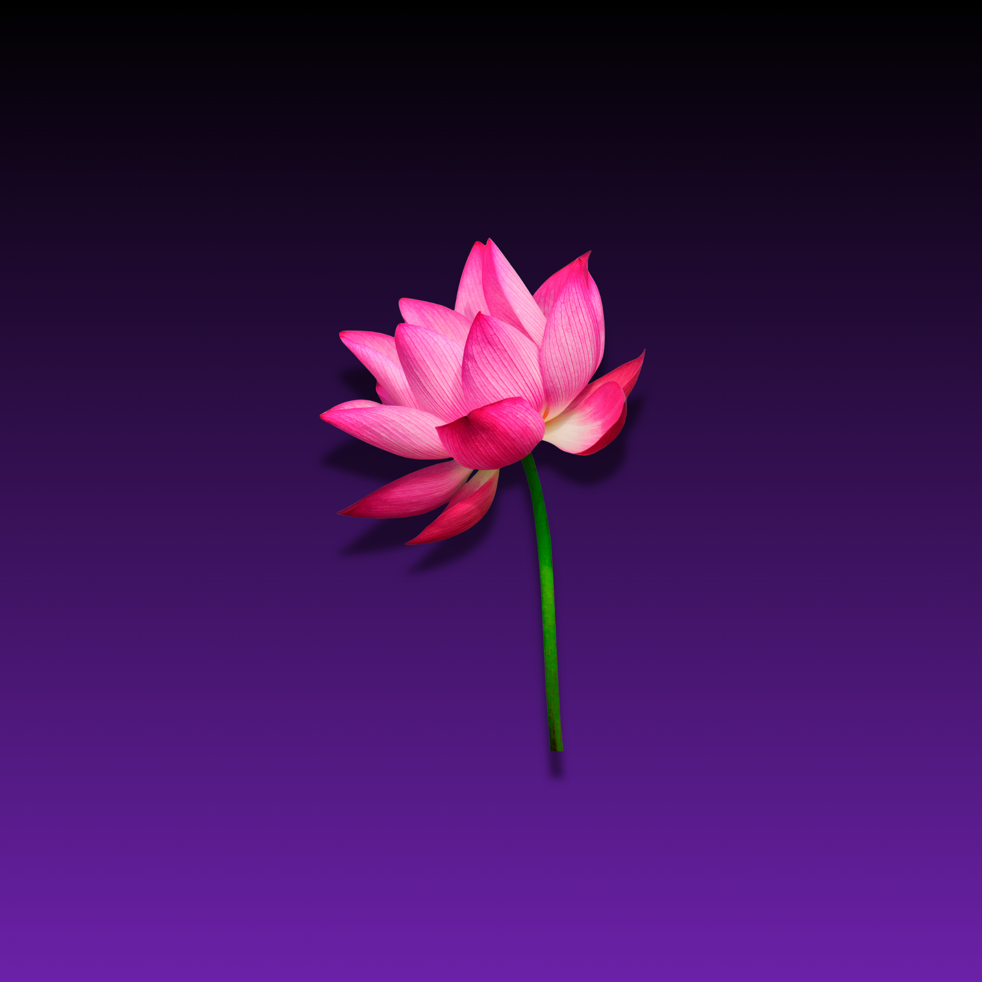 Copy of AS LOGO NEW FINAL.png