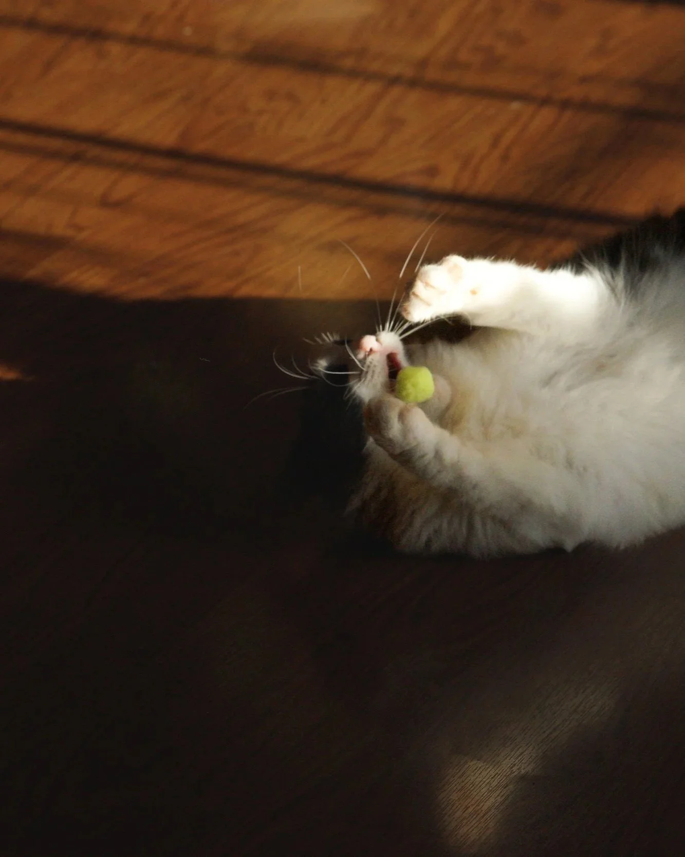 DSC00700.jpg