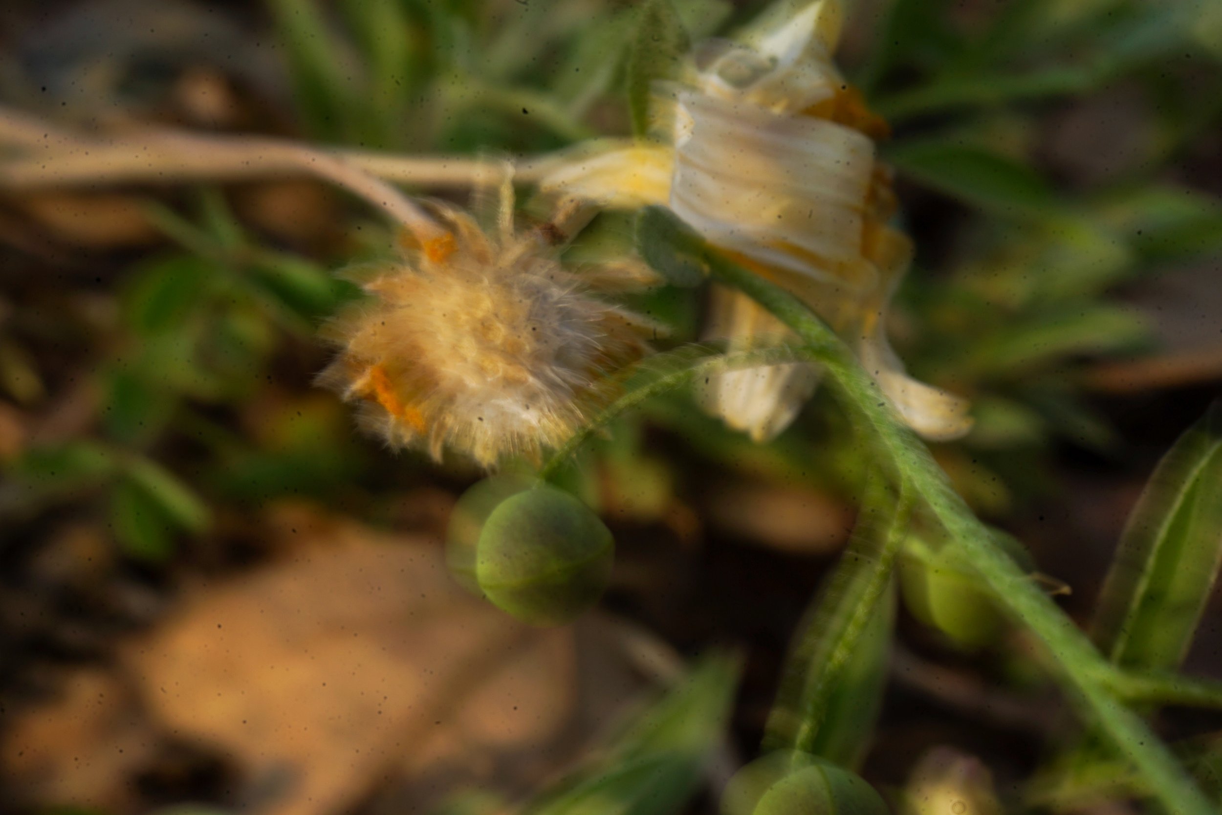DSC04081.jpg