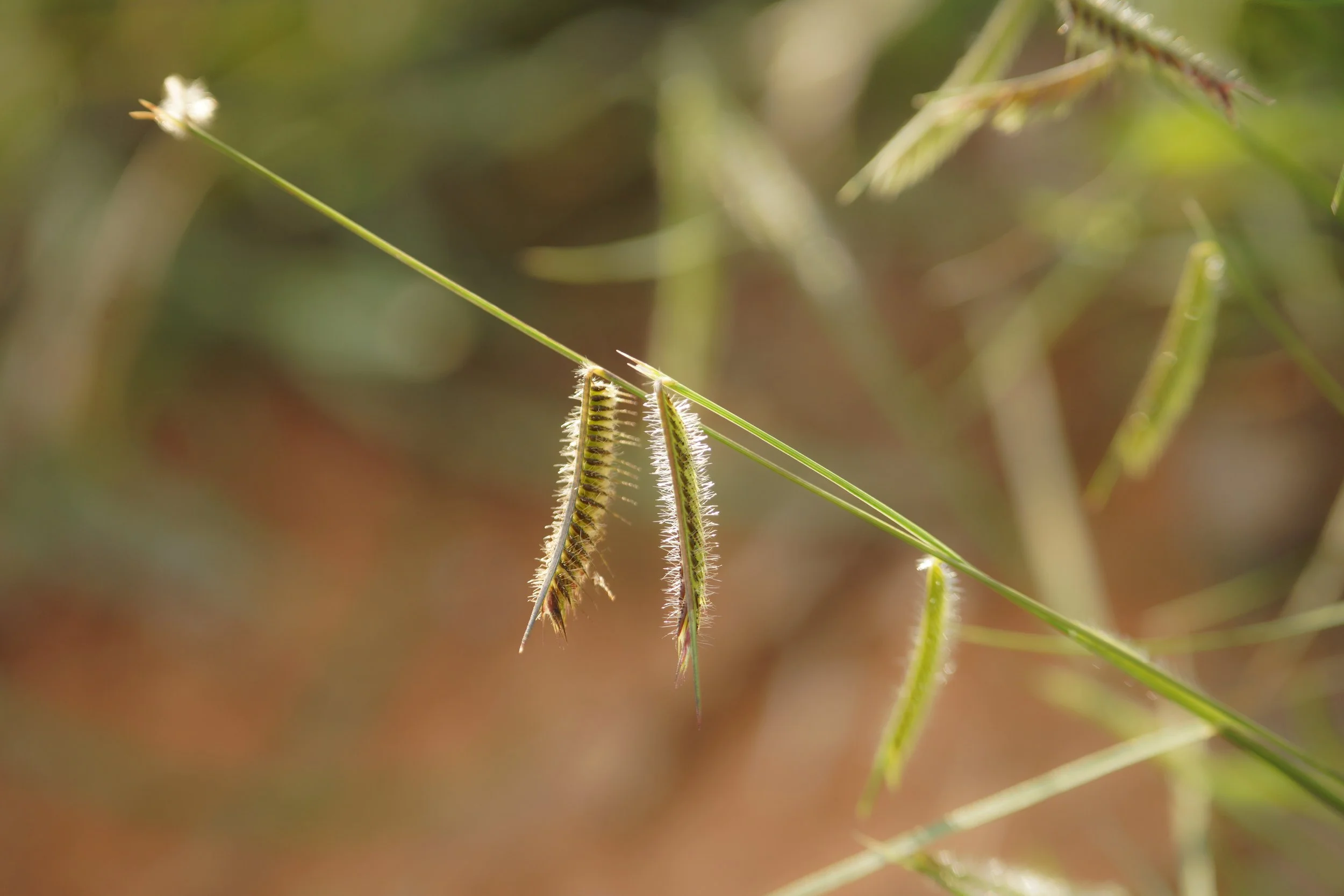 DSC08500.jpg