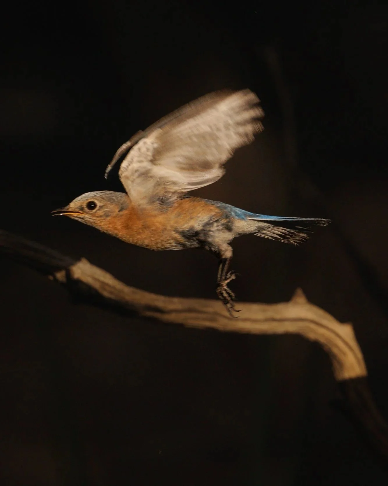 birds