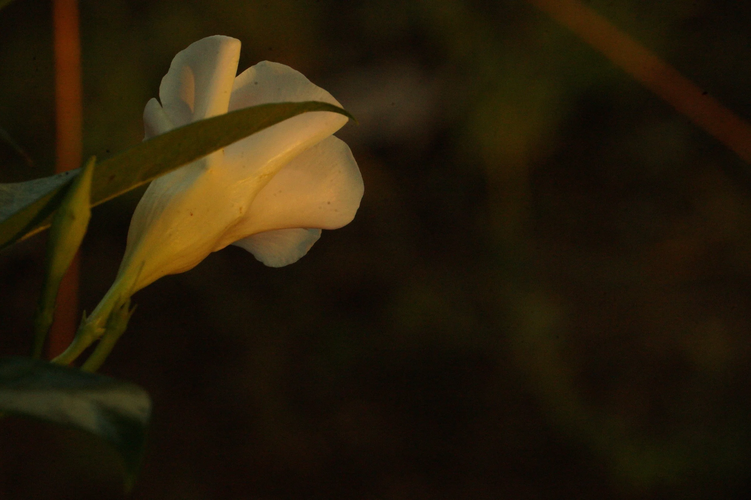 DSC04533.JPG