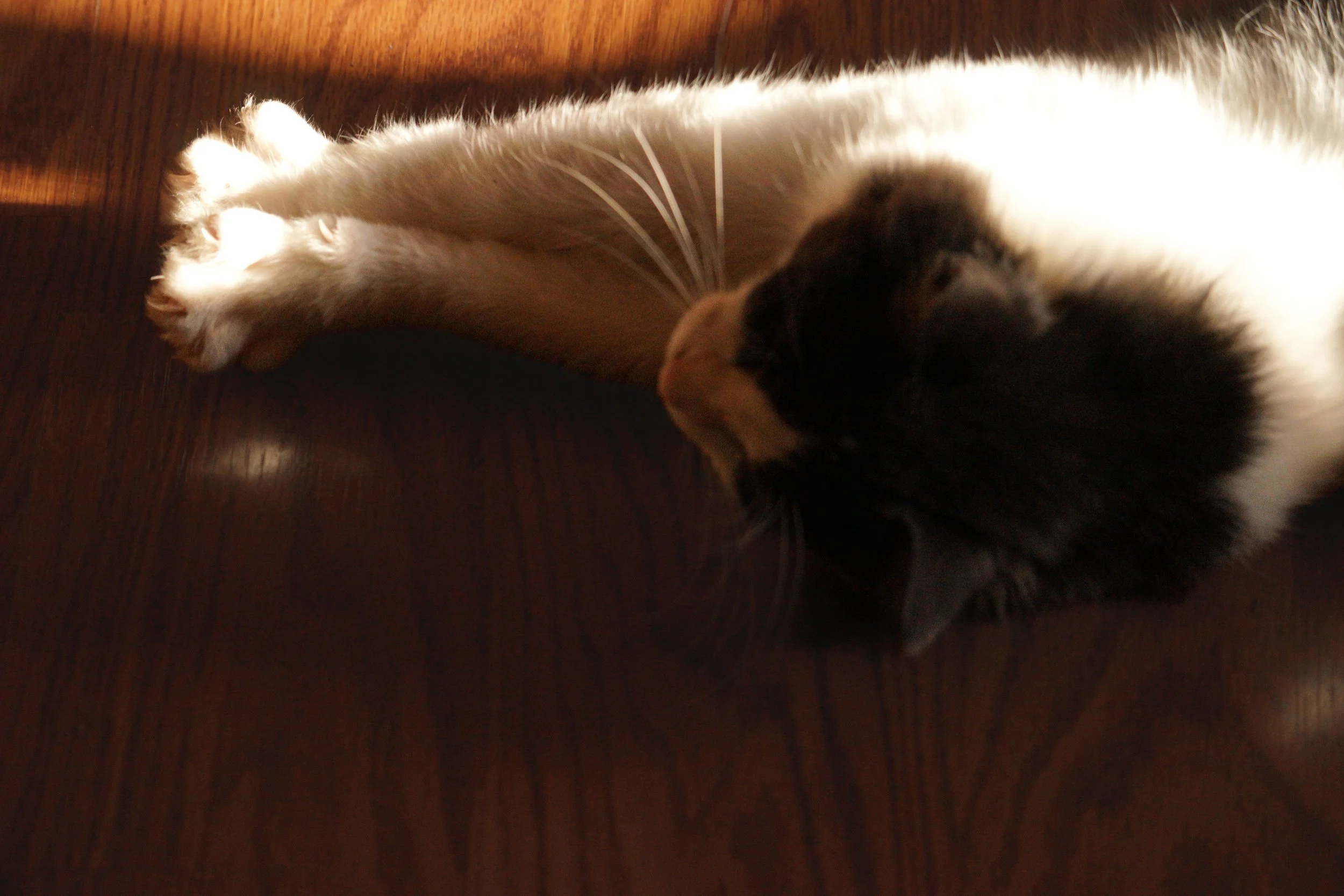 DSC00652.jpg