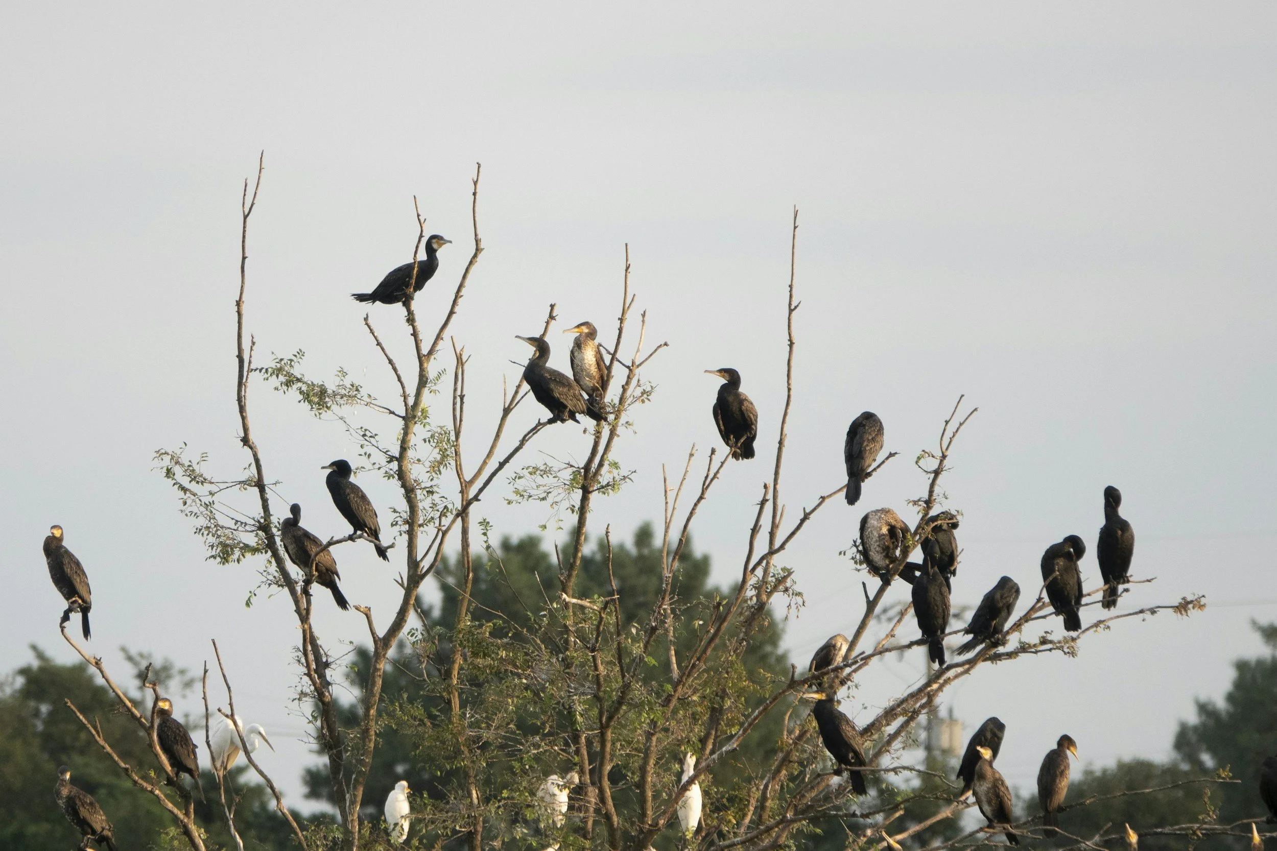 A group of birds resting upon branches.