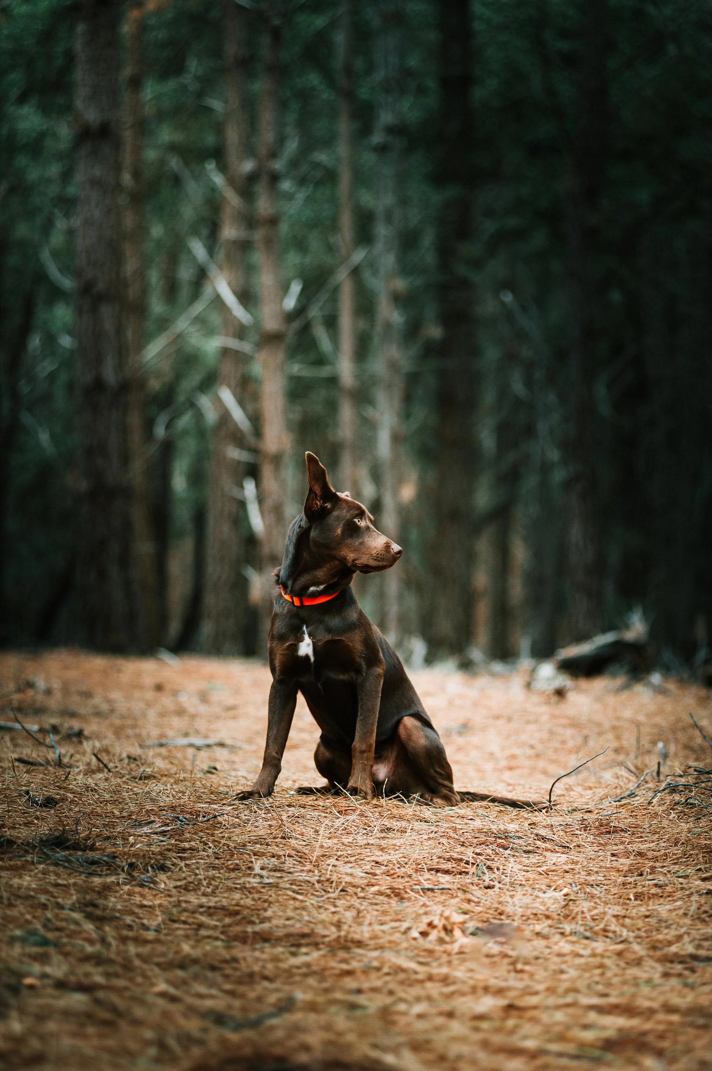 _DSC6469.jpeg