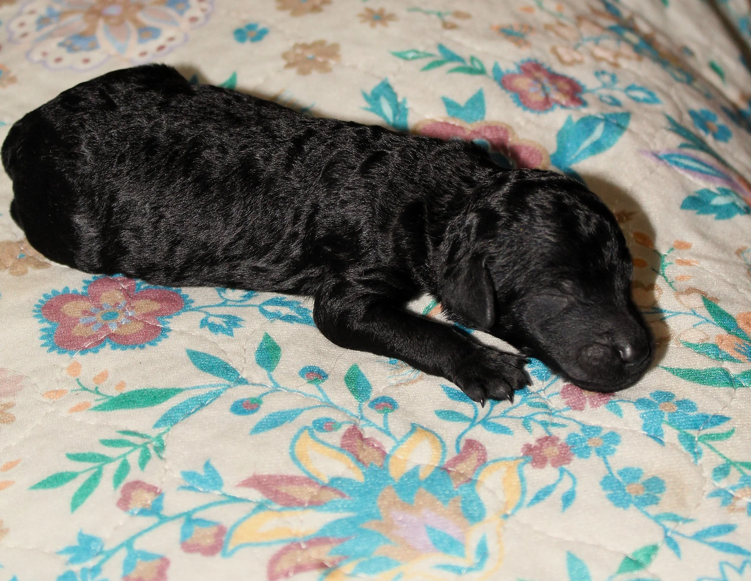 Miss Eloise
