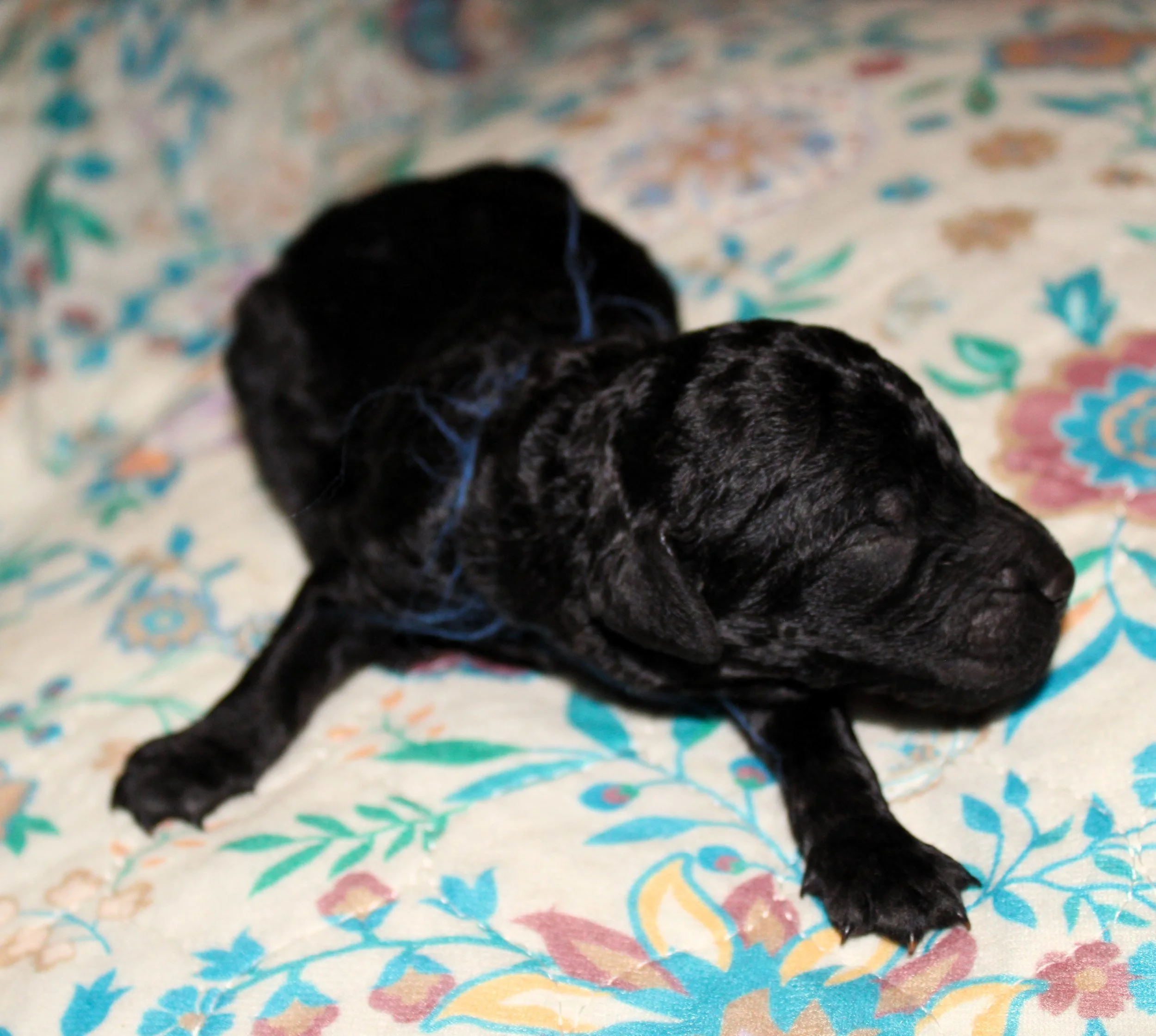 PUPPIES16.JPG