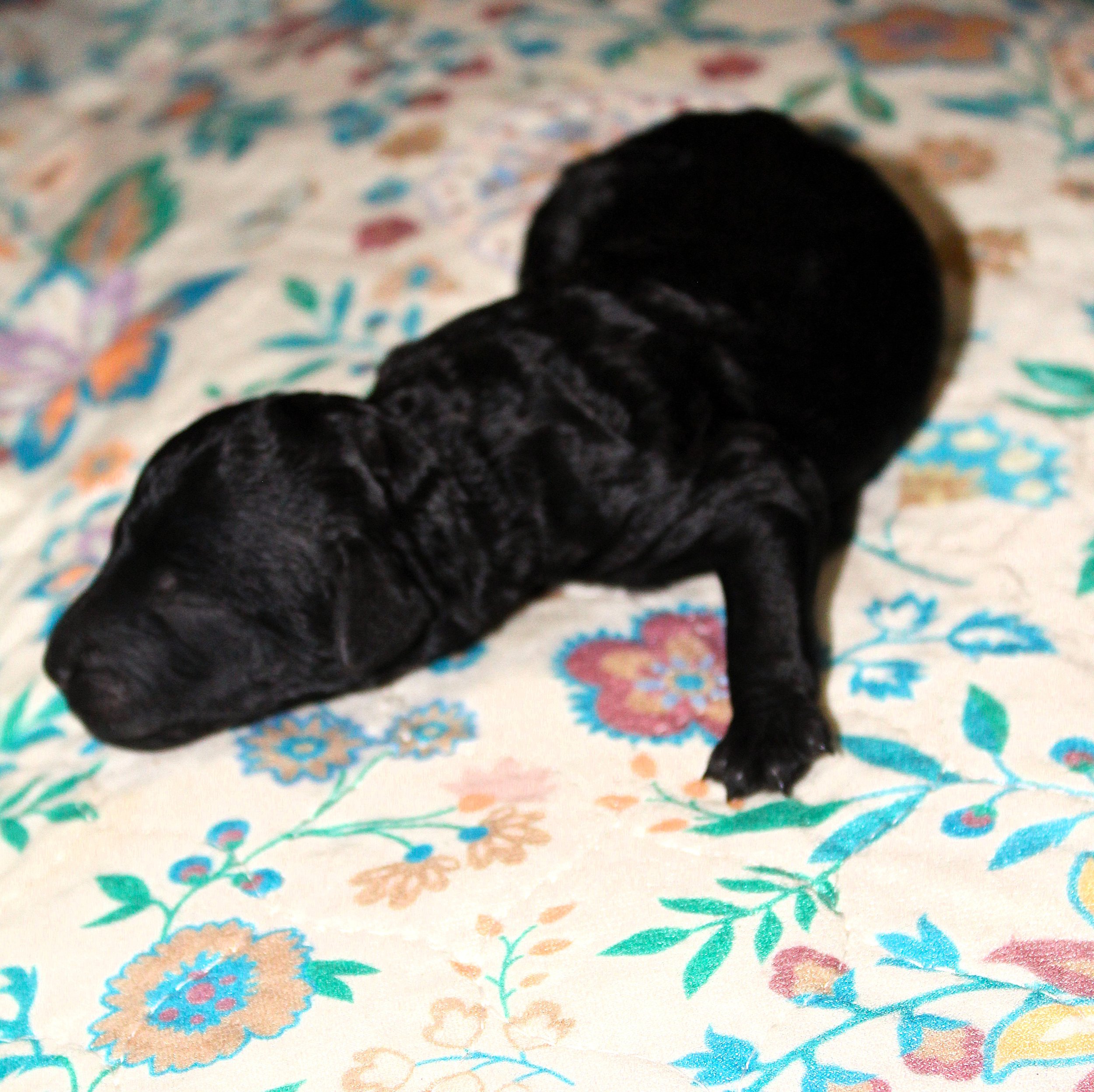PUPPIESFEMALEBLK2.JPG