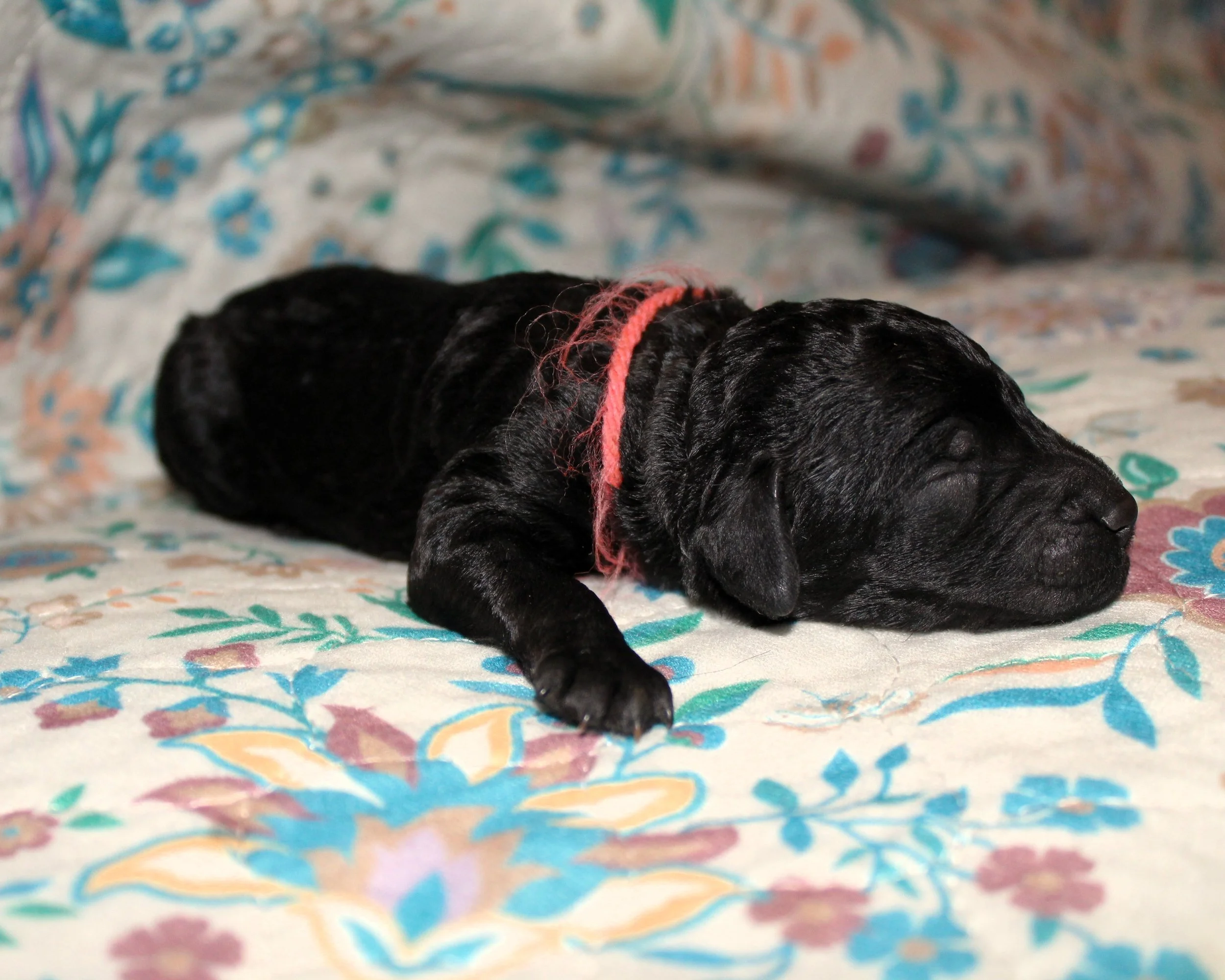 PUPPIES10.JPG