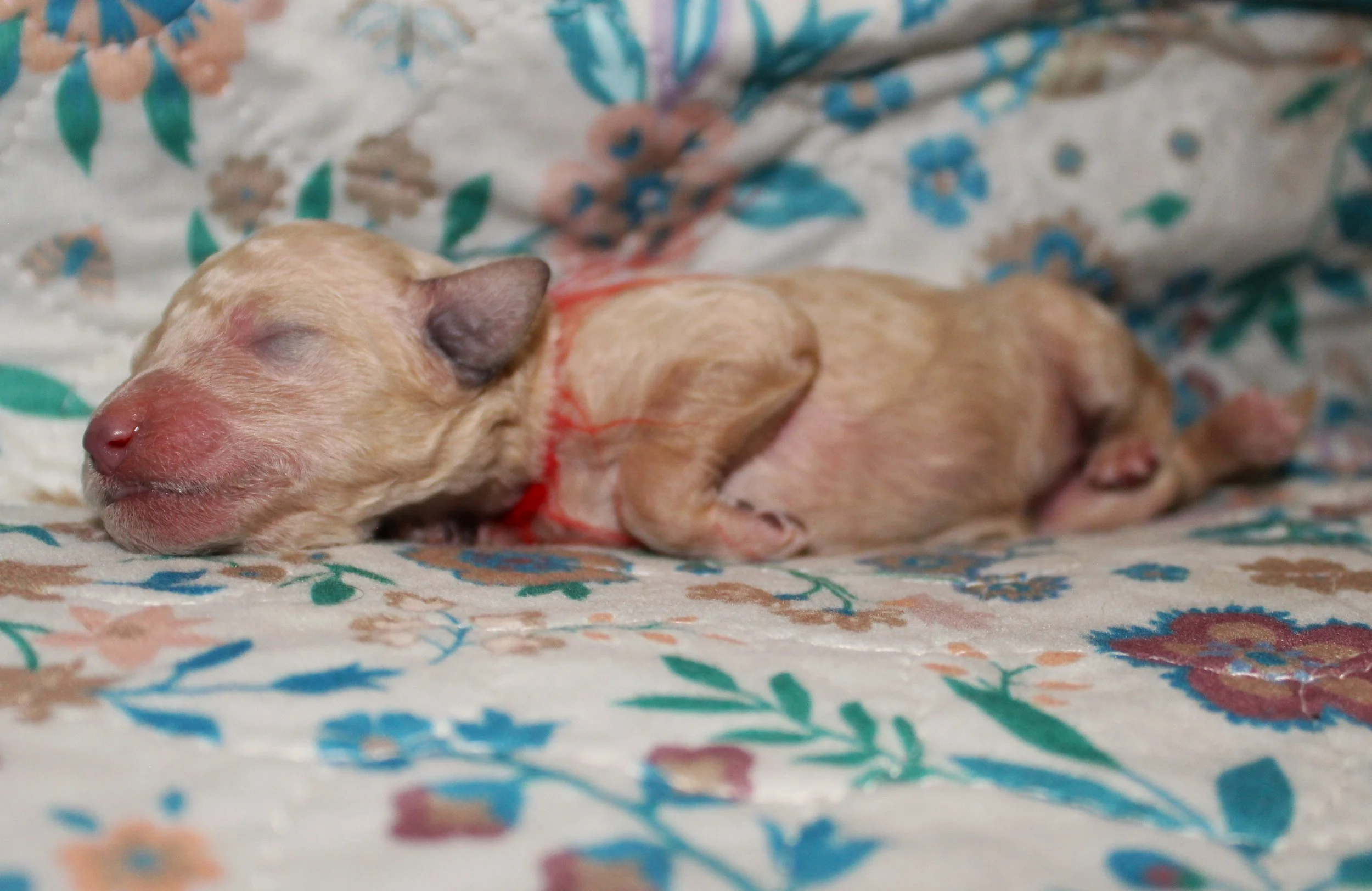 PUPPIES19.JPG