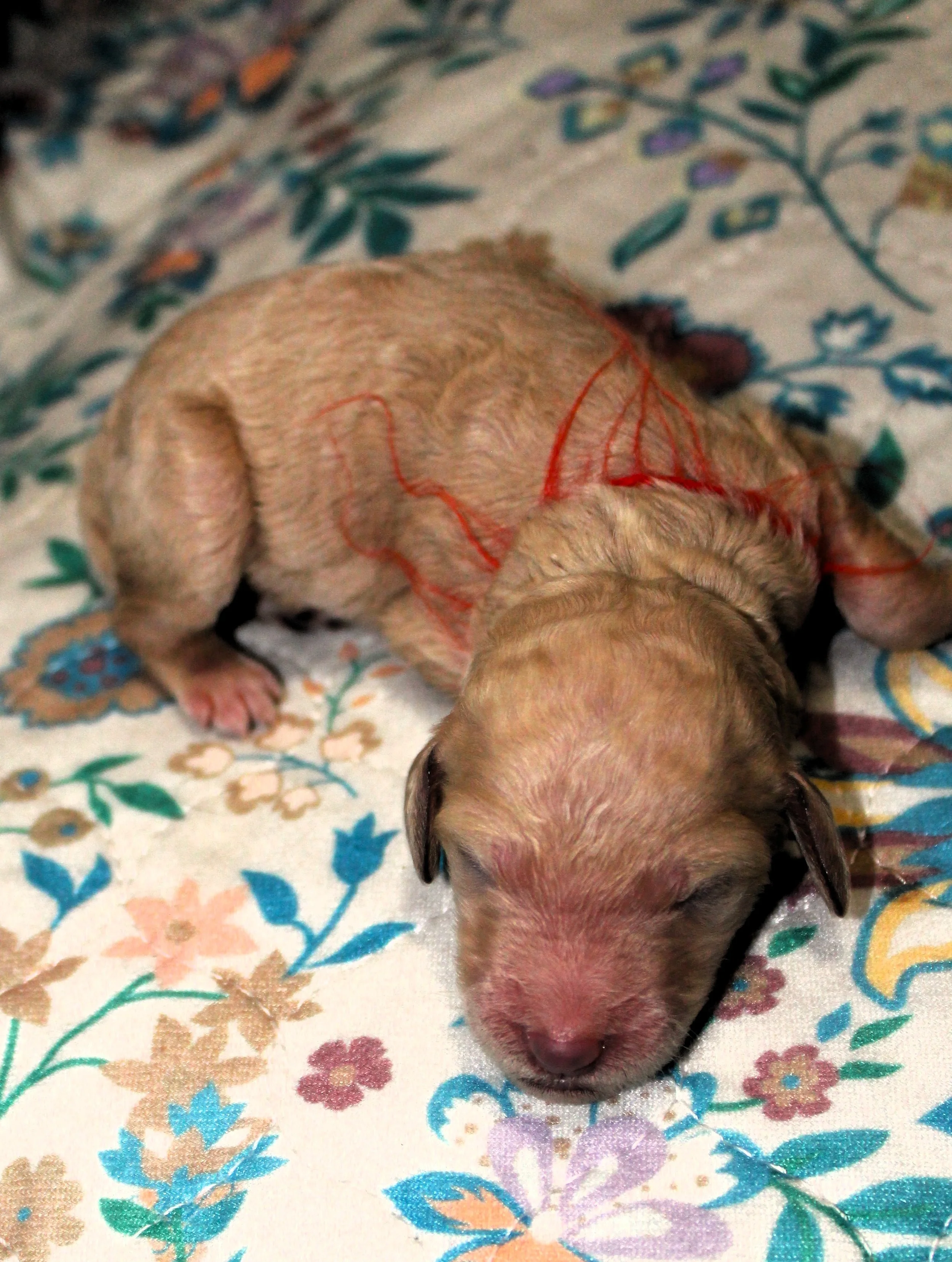 PUPPIES17.JPG
