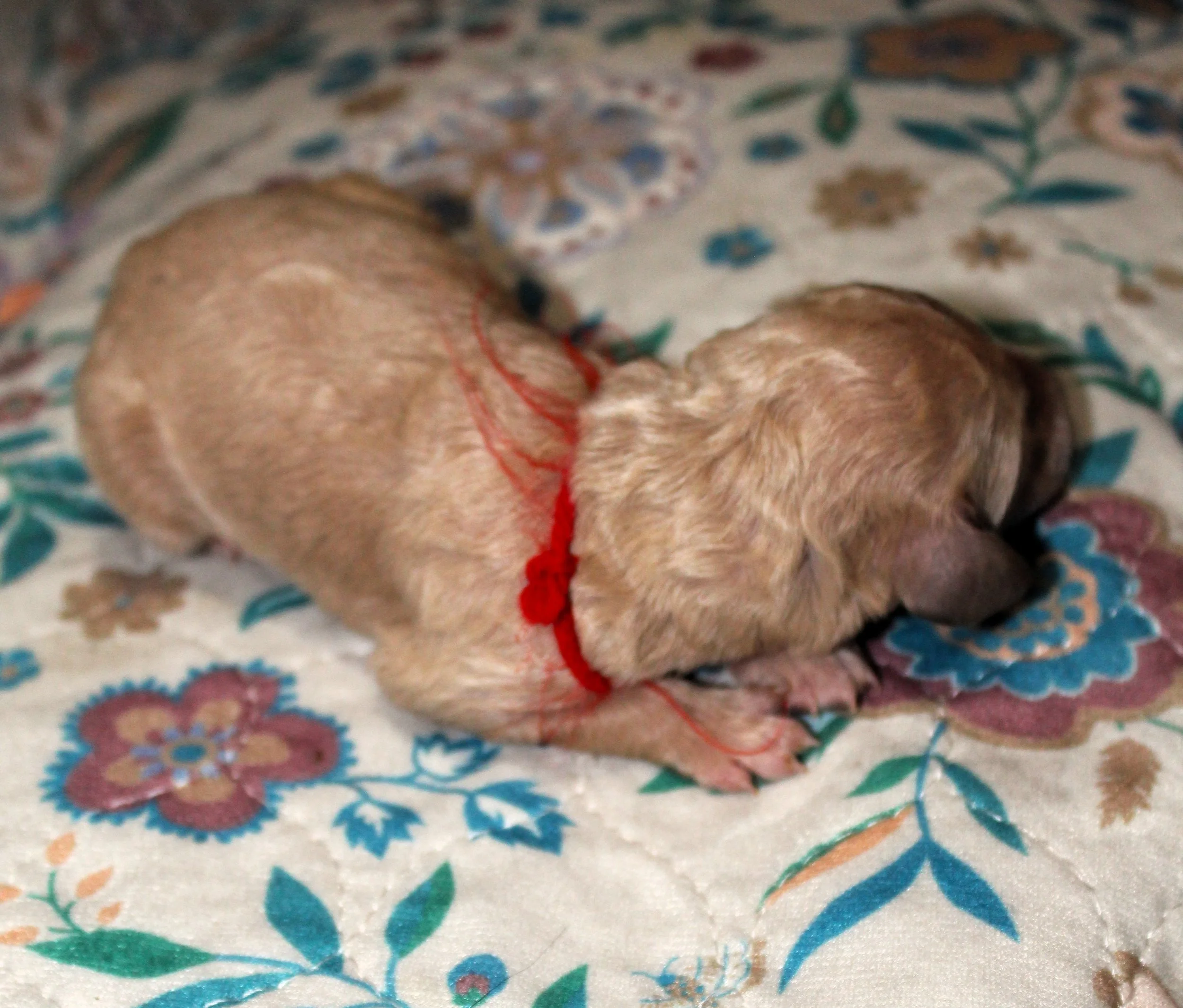 PUPPIES18.JPG