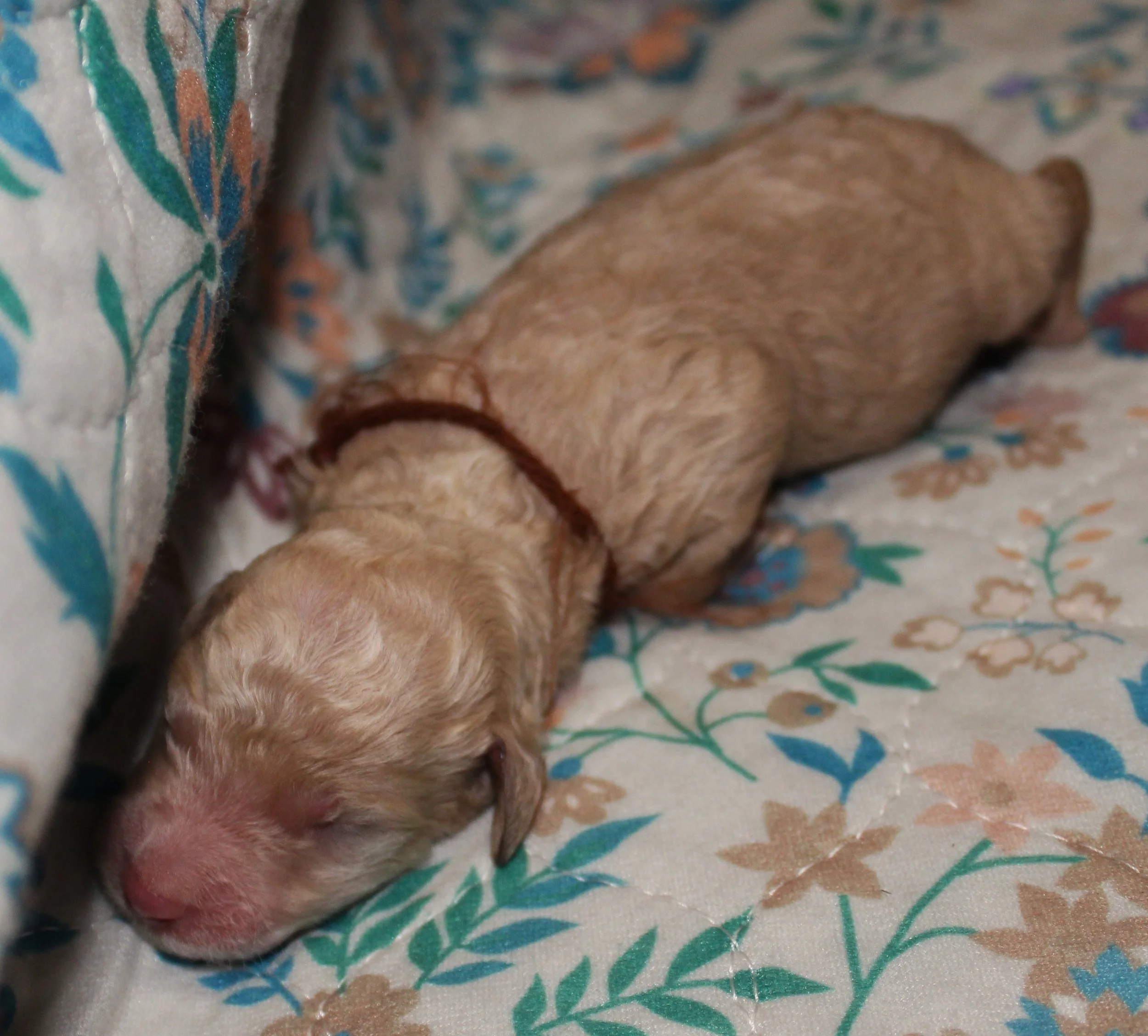 PUPPIES25.JPG