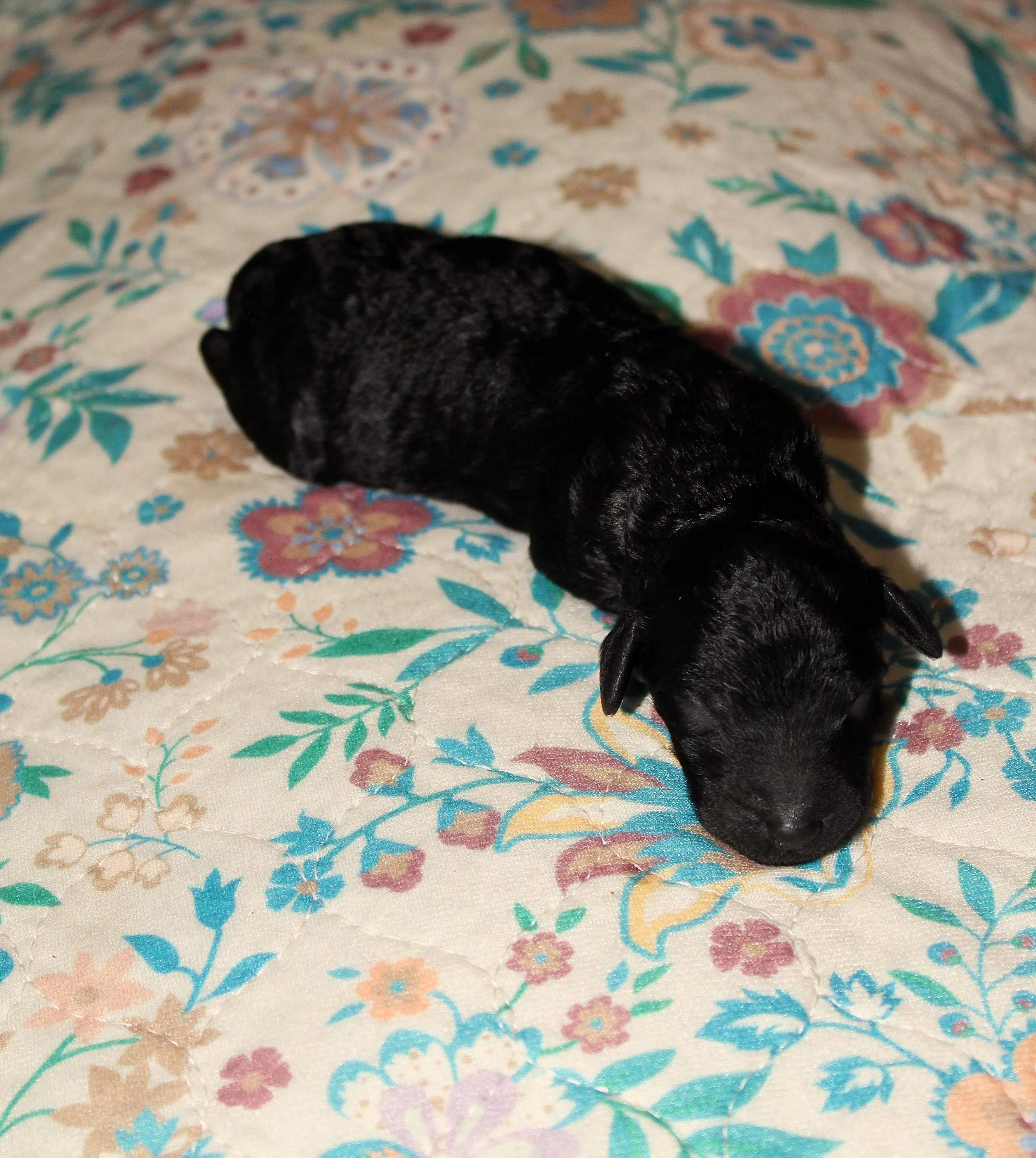PUPPIES4.JPG