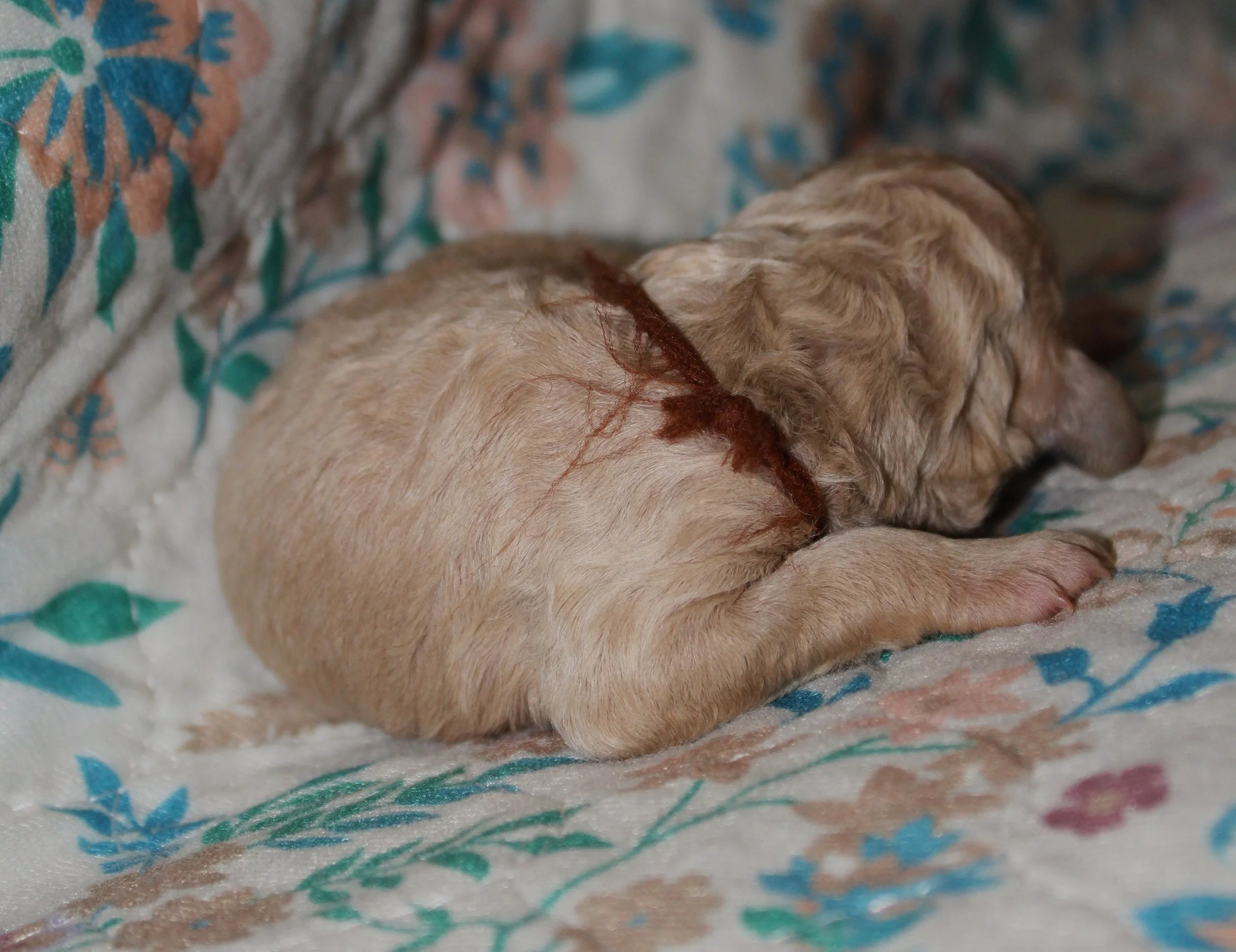 PUPPIES24.JPG