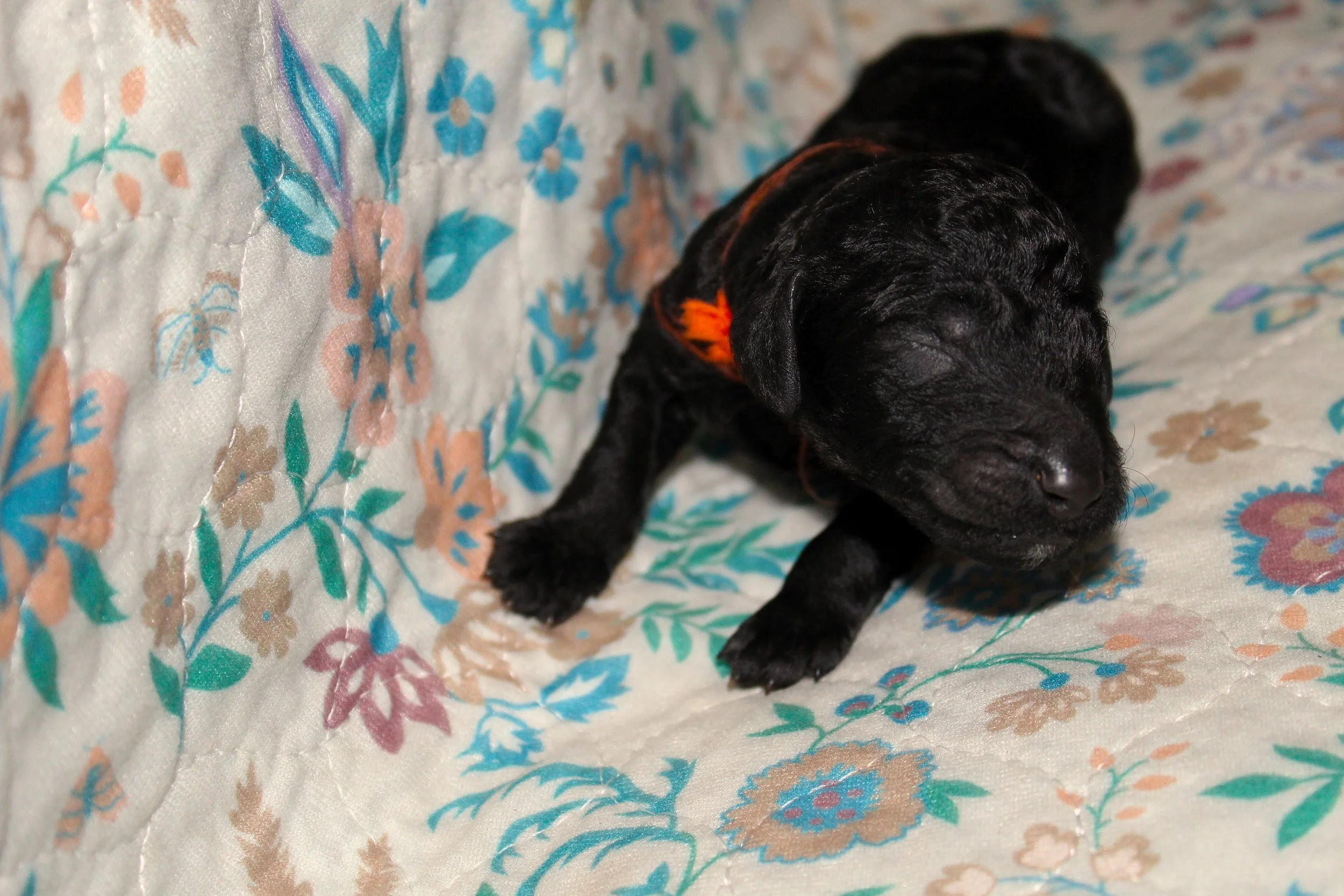 PUPPIES7.JPG