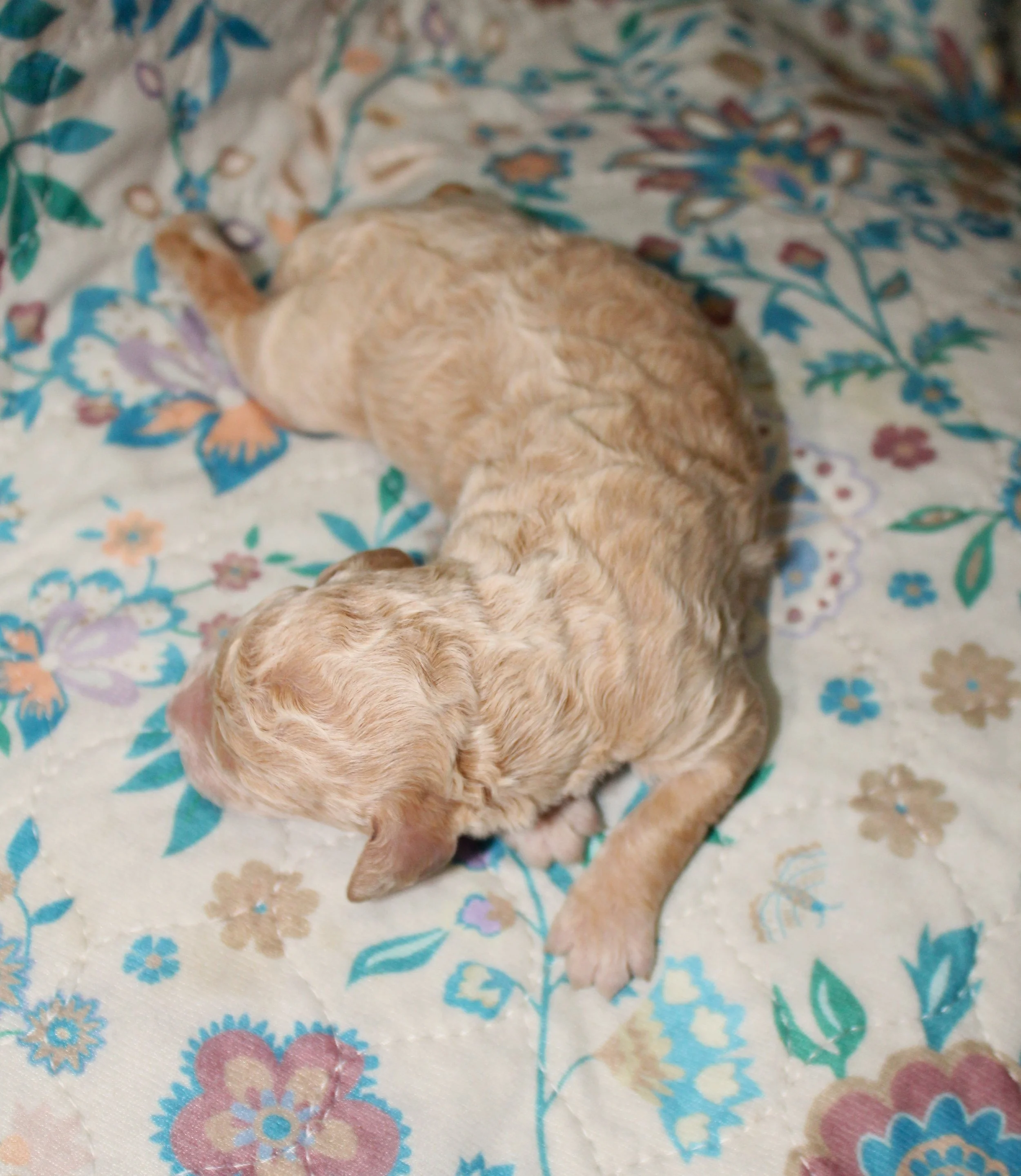 PUPPIES27.JPG