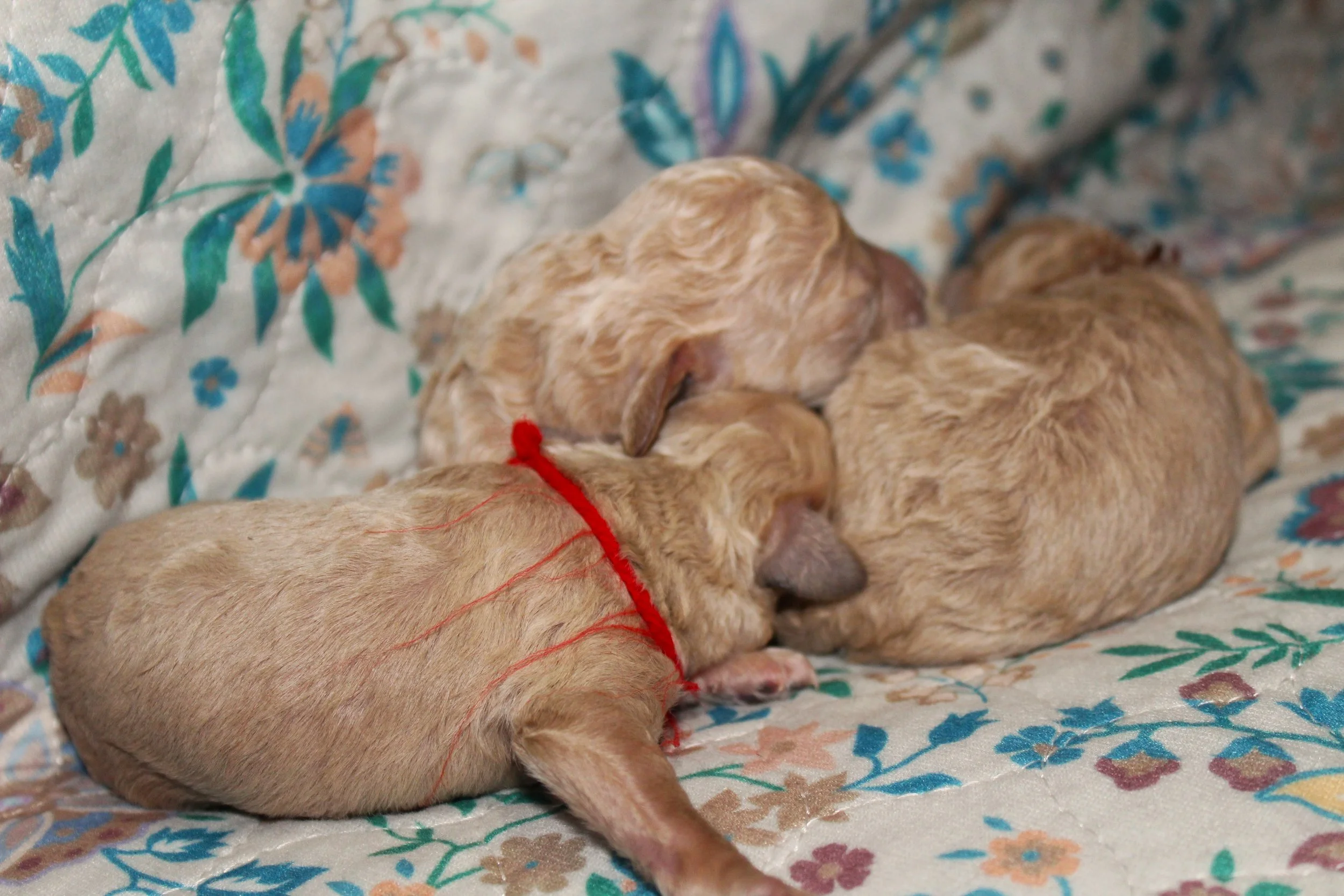 PUPPIES21.JPG