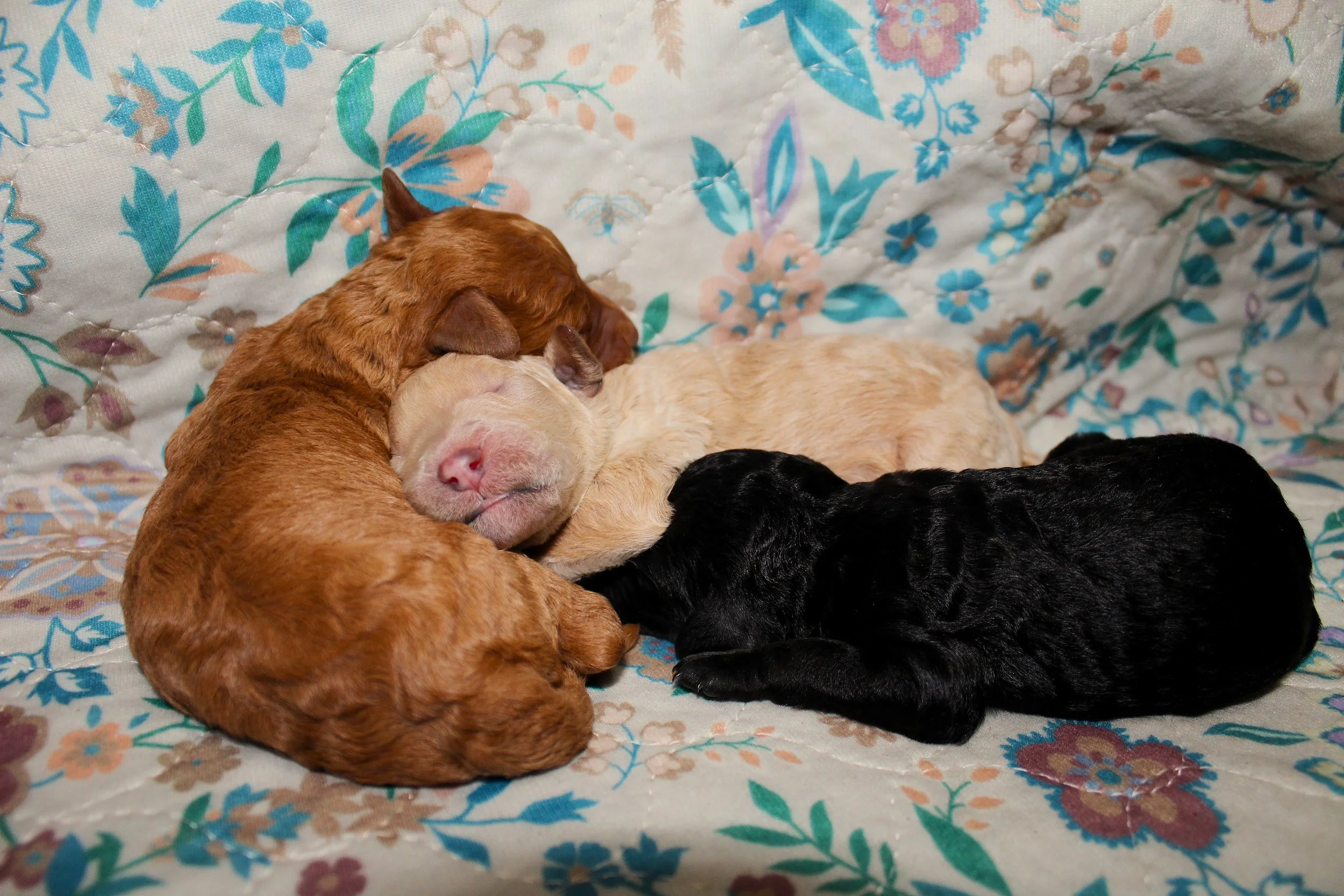 PUPPIES.JPG