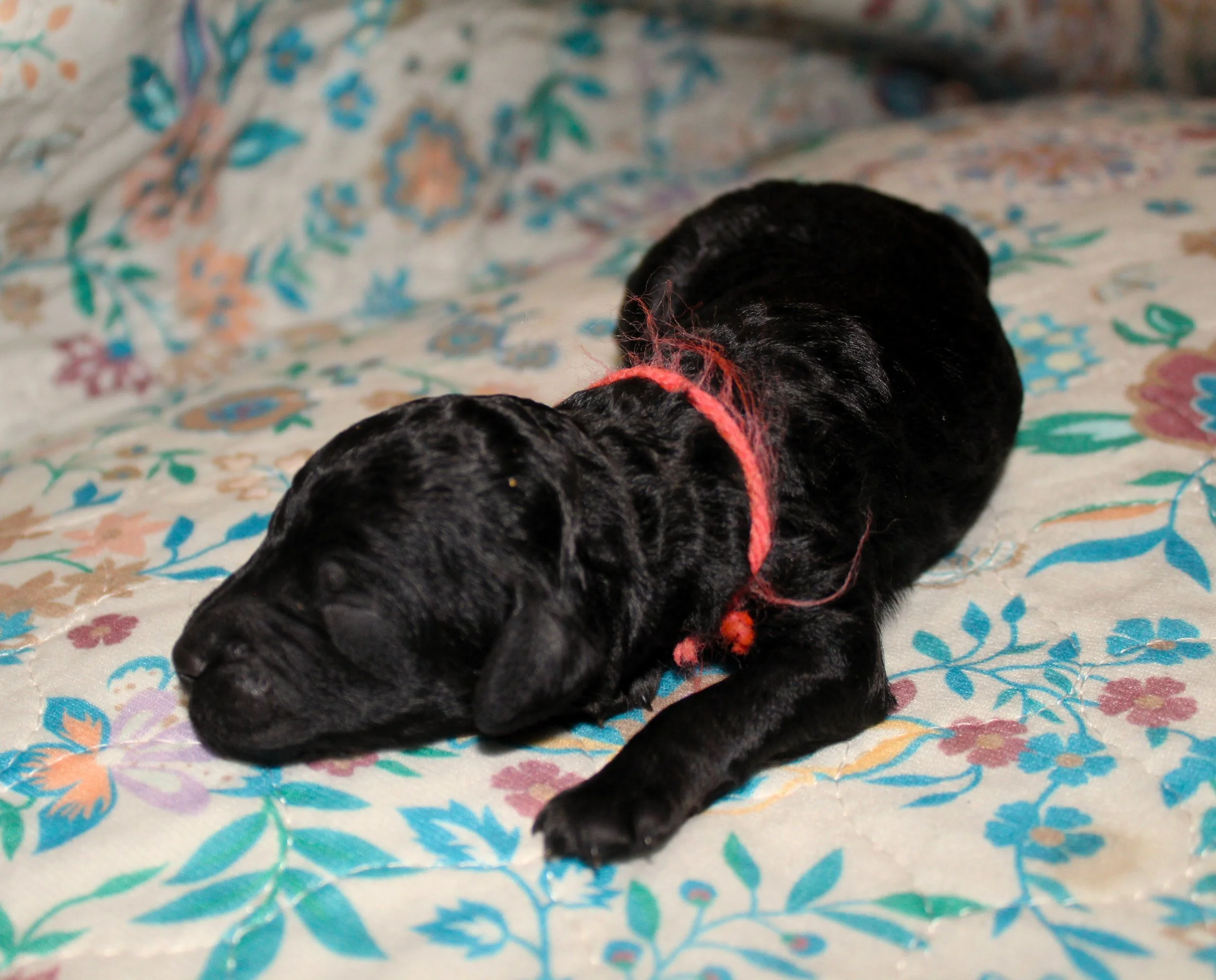 PUPPIES8.JPG