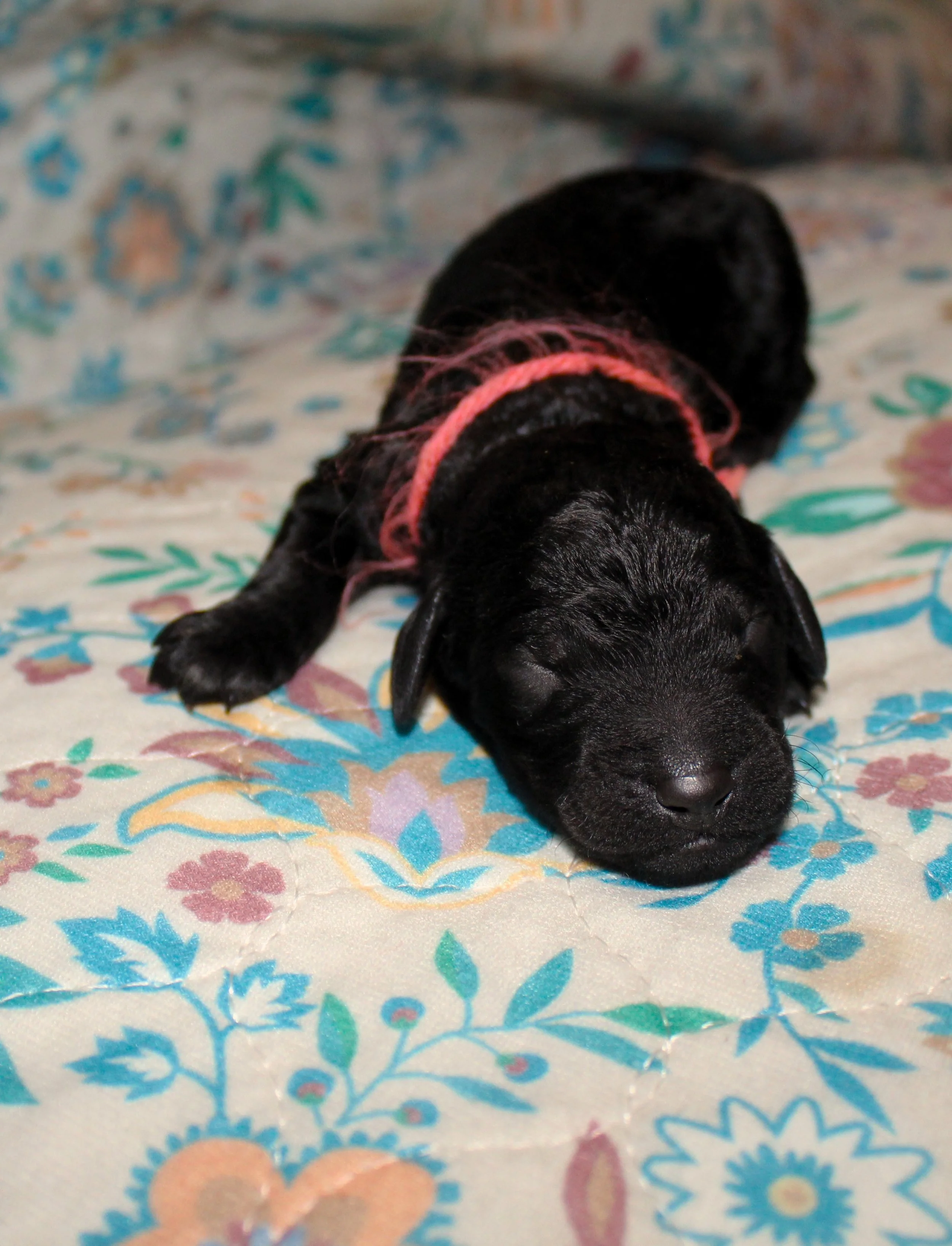 Miss Opal!
