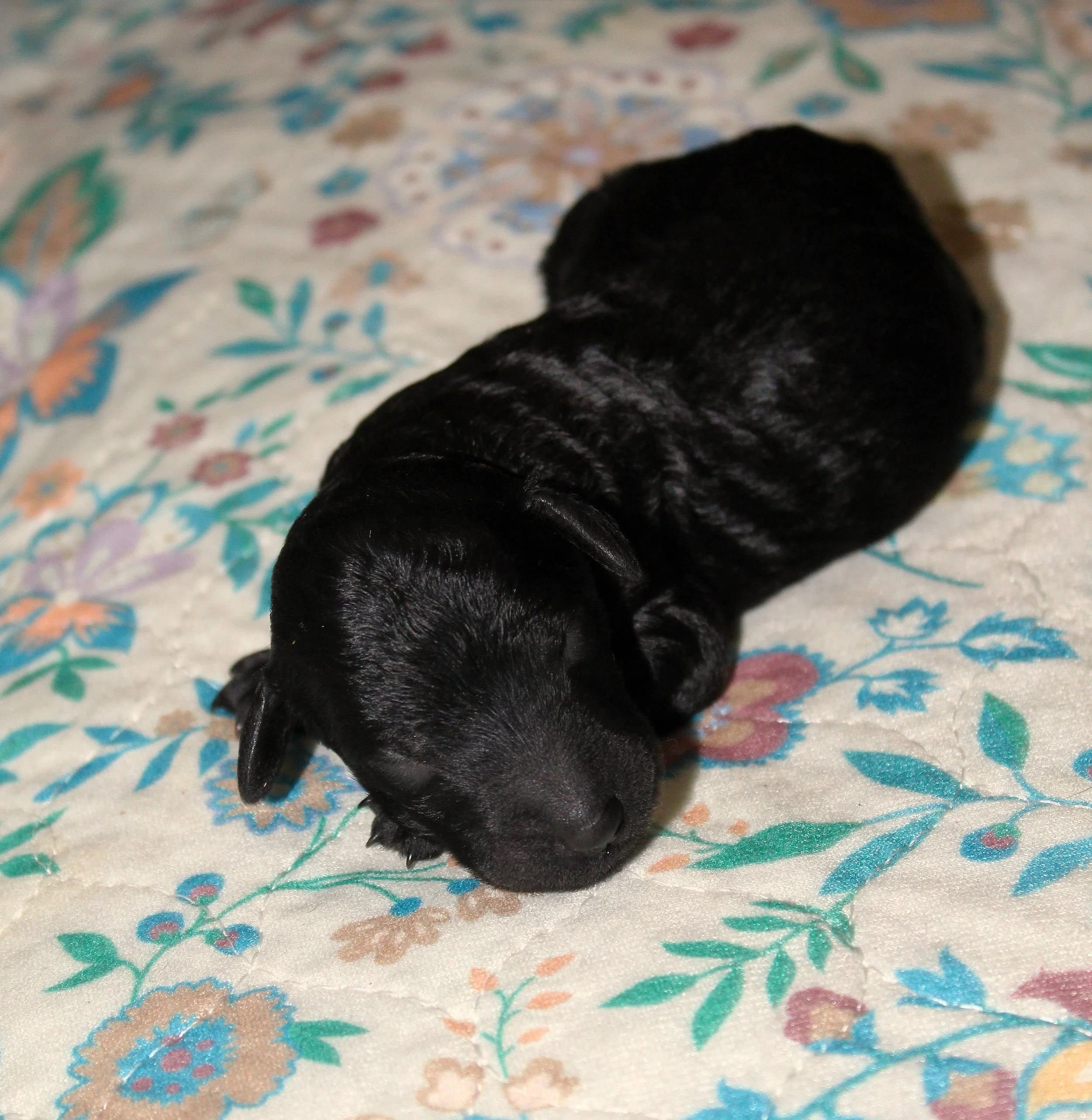 PUPPIESFEMALEBLK.JPG
