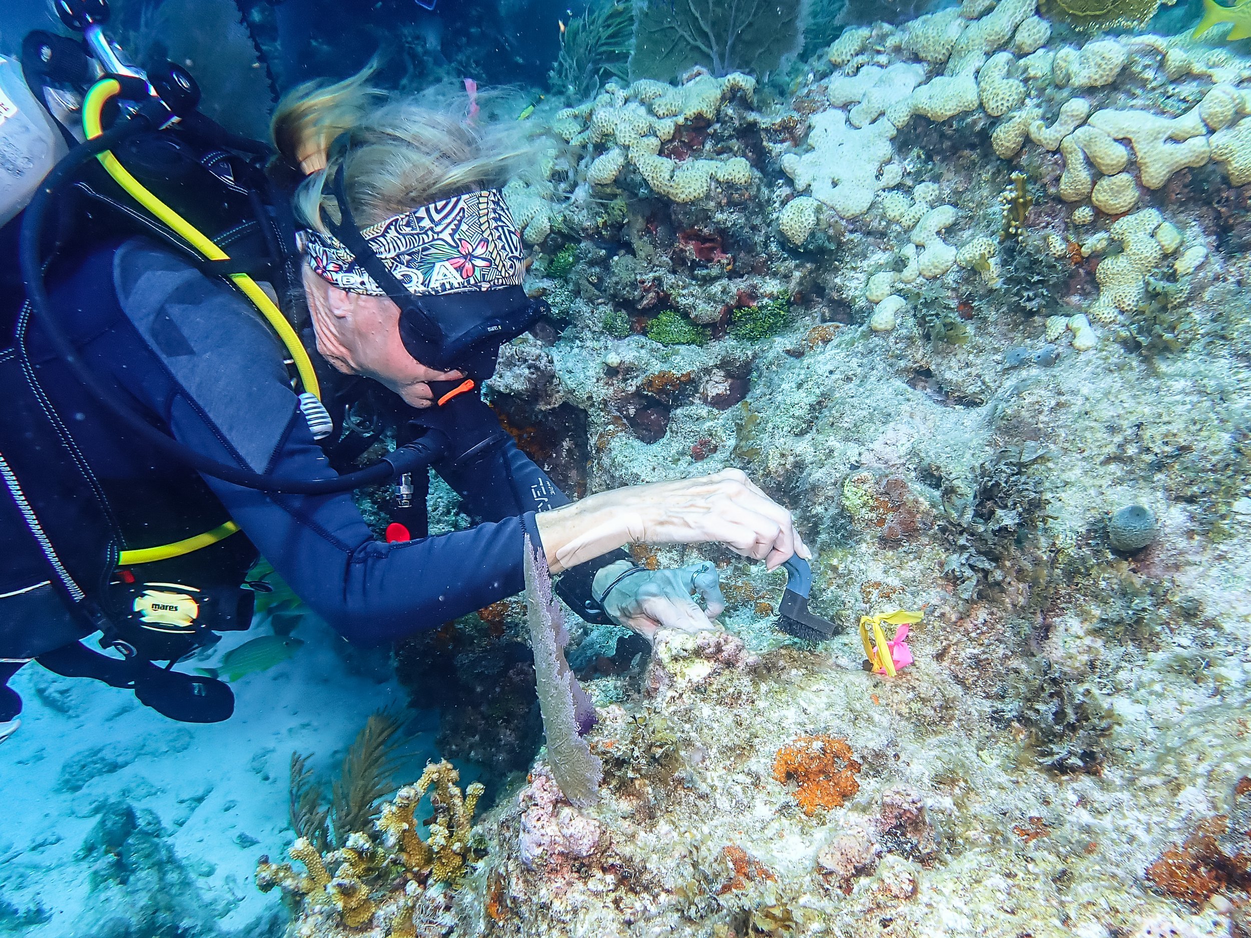 A woman scuba diving, examining a coral reef with various corals and marine life.