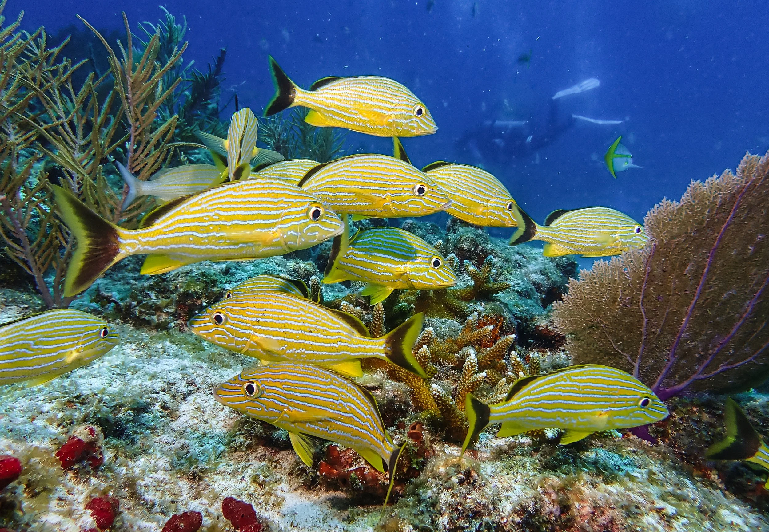 Colorful tropical fish with yellow and blue stripes swimming above a coral reef.