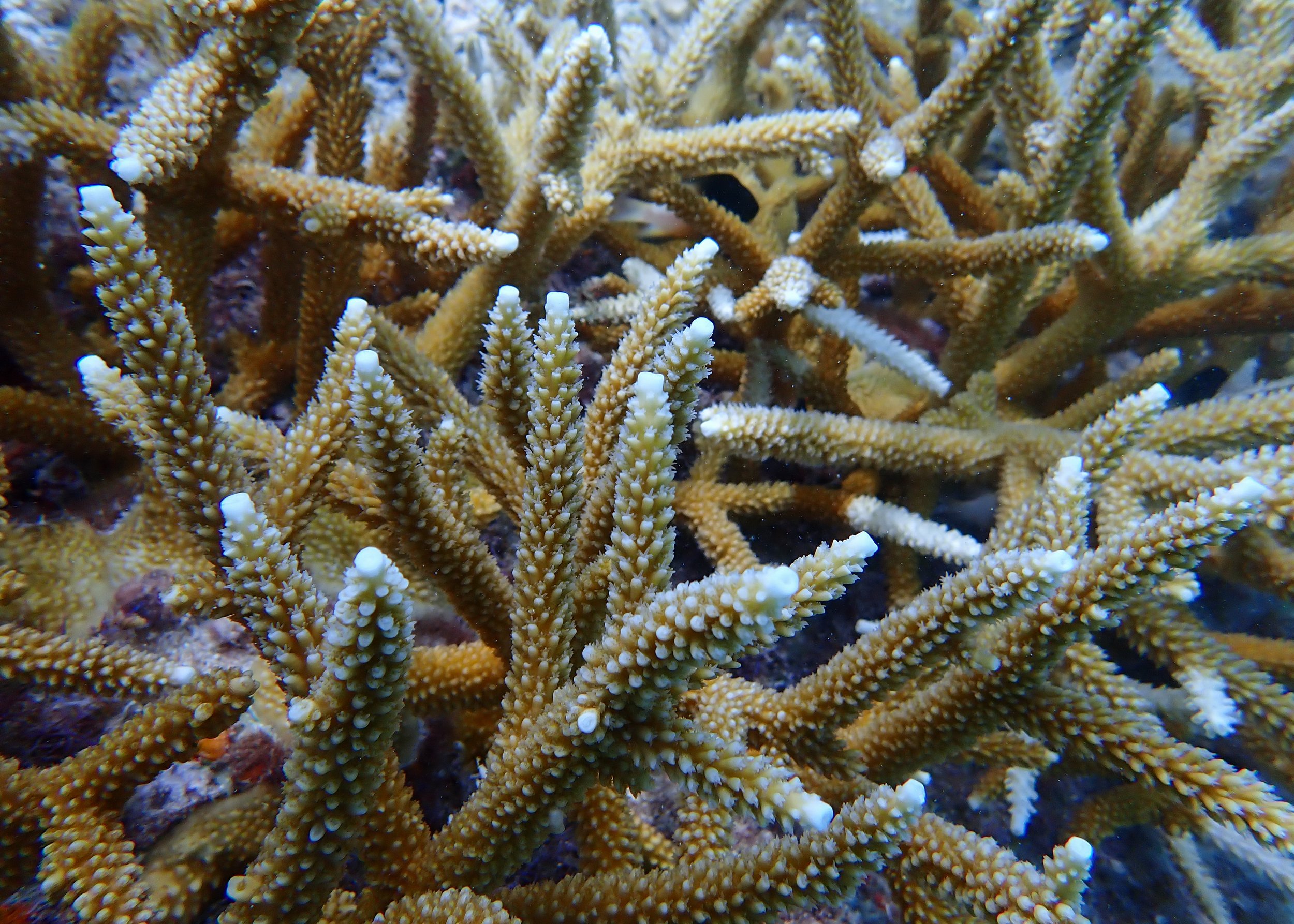 Close-up of yellow coral with white tips in an underwater reef environment.