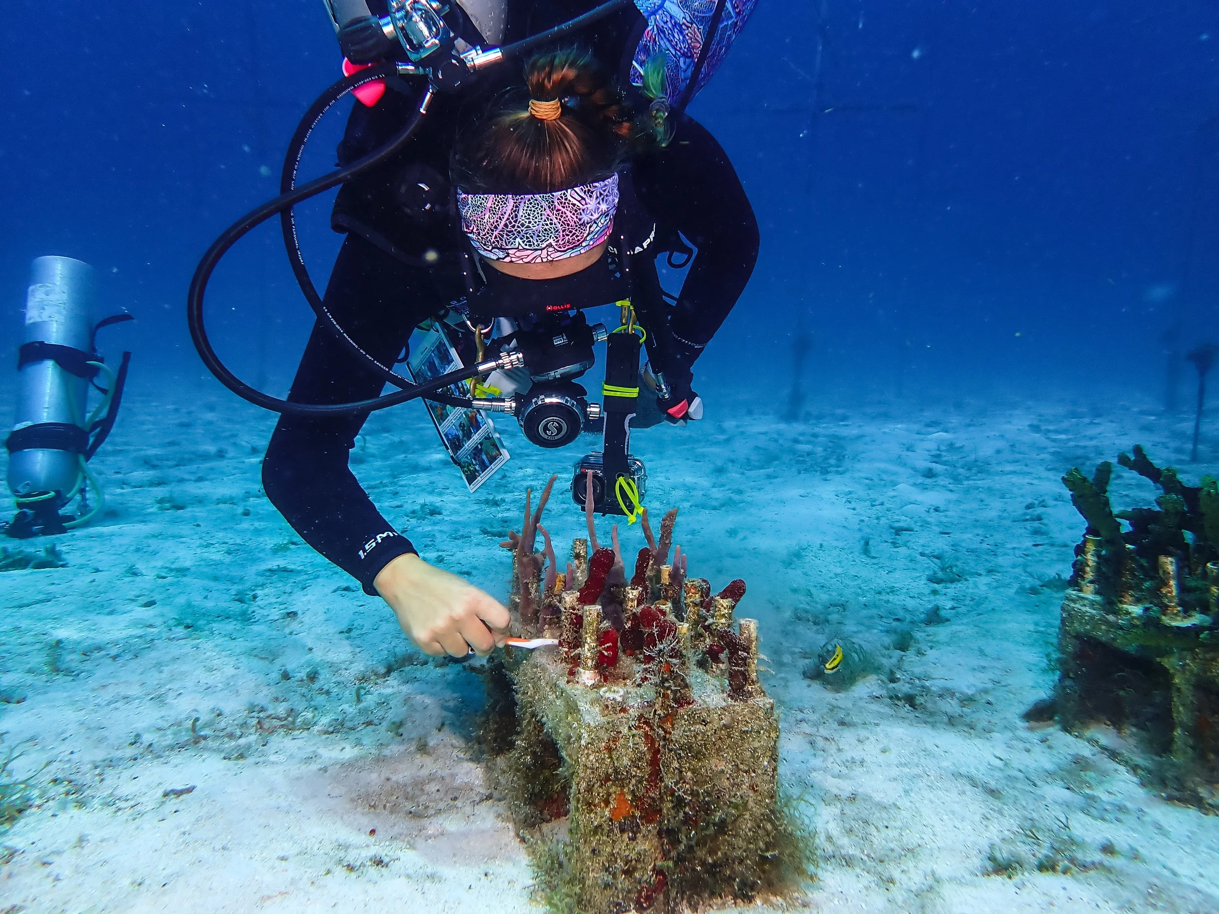 A scuba diver underwater installing a coral reef restoration structure on the seabed.