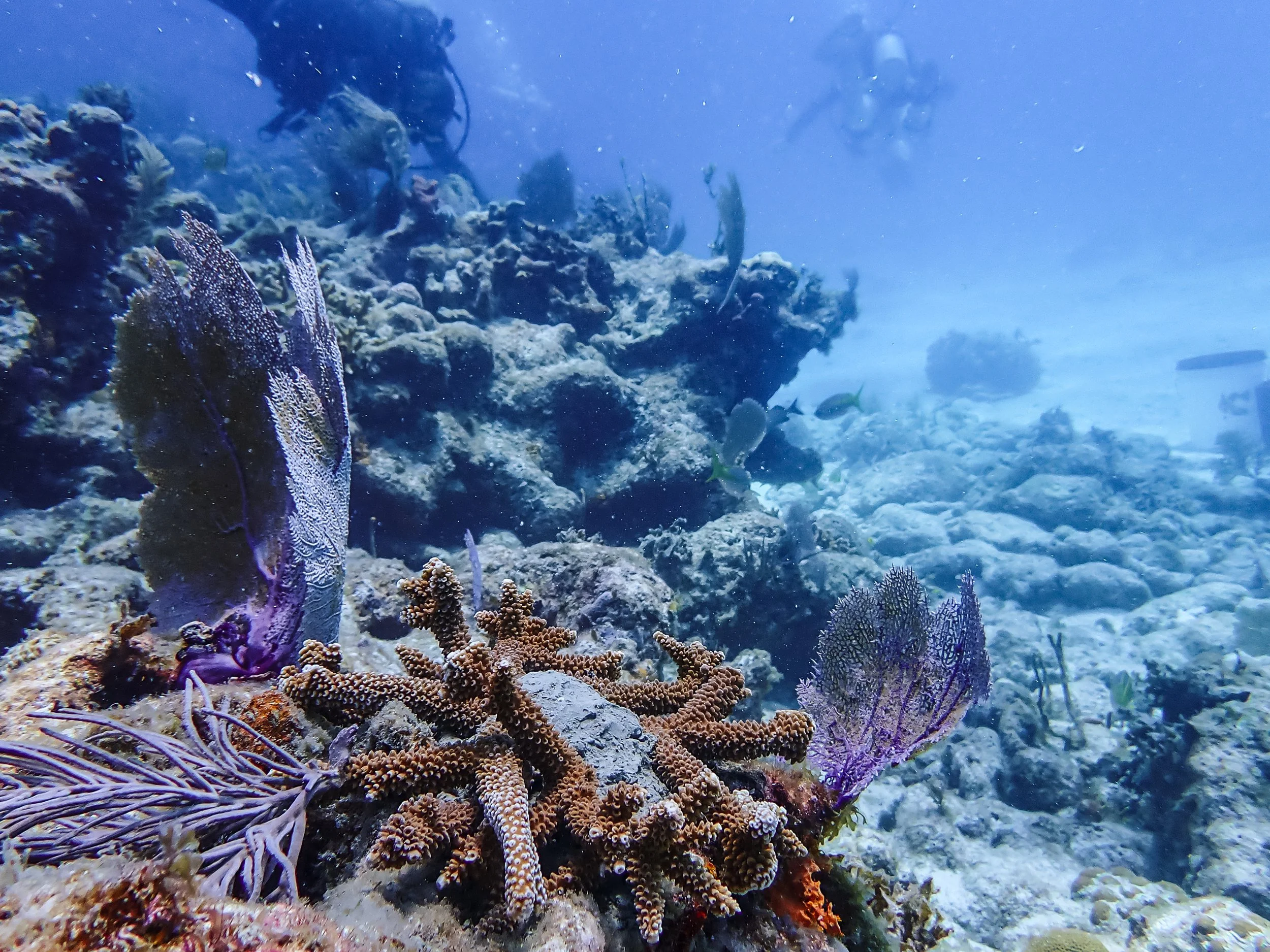 Underwater scene with coral reef and various fish.