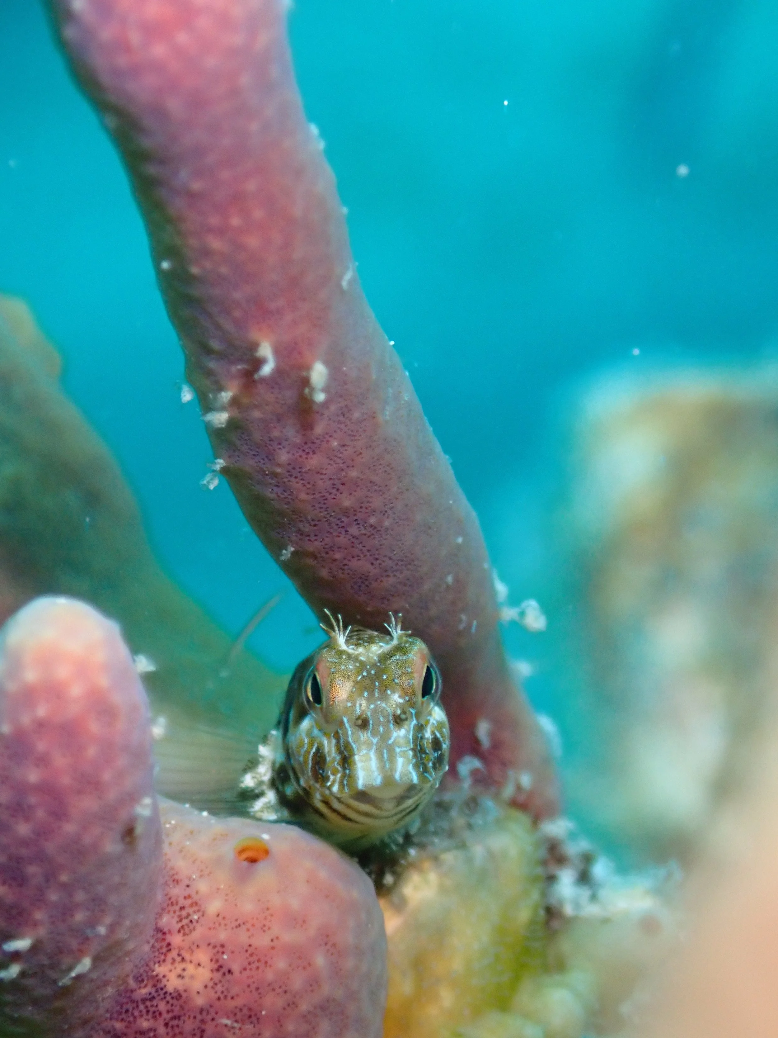 Photo 3 - Seaweed Blenny (Victoria Leavitt).jpeg