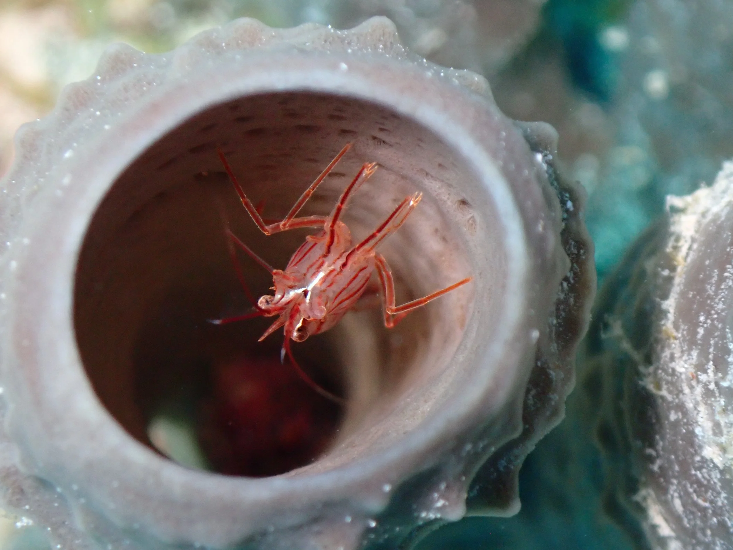 Photo 4 - Peppermint shrimp (Kerri Mannino-Cuva).JPEG