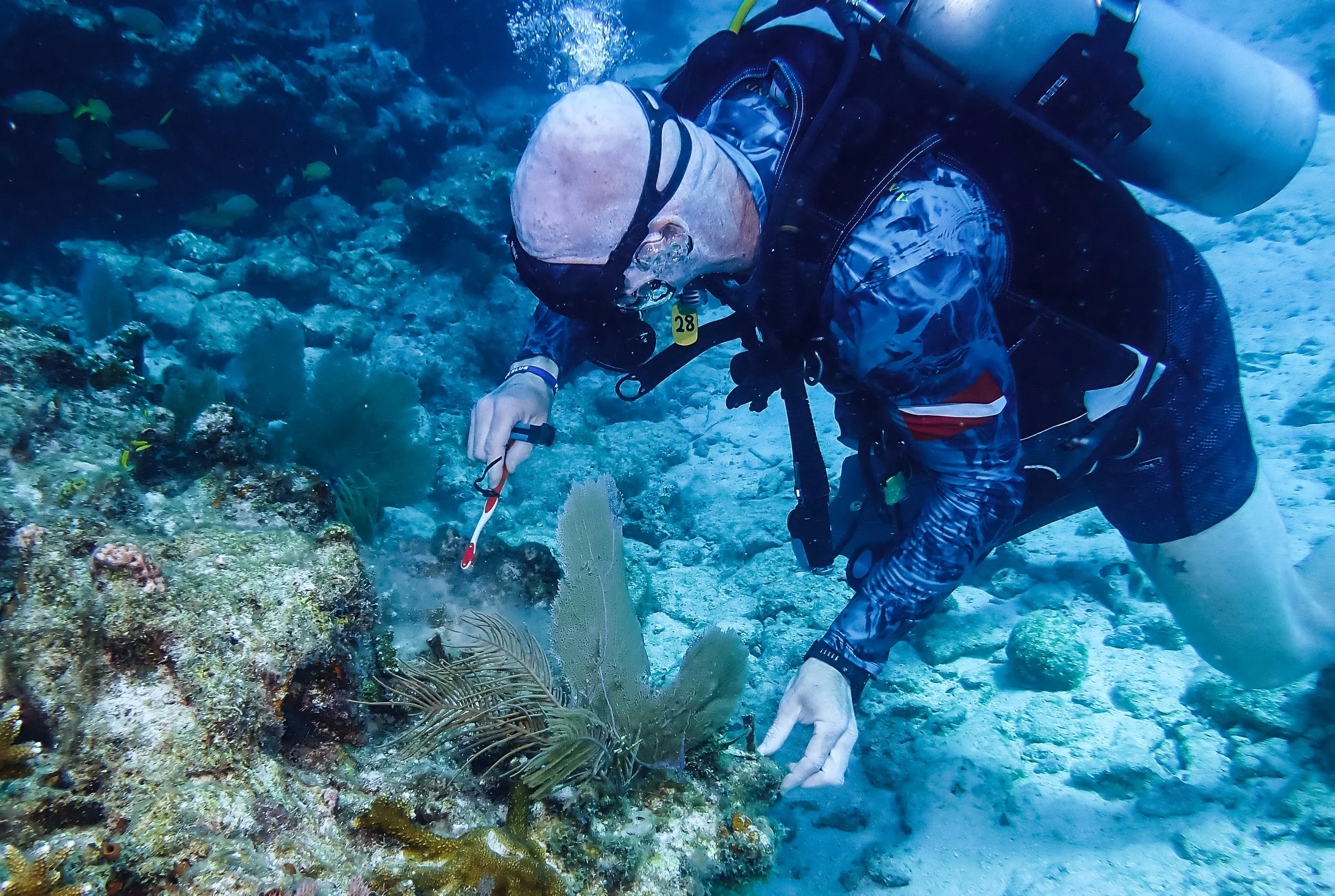 A bald man scuba diving underwater, examining a coral reef with various small fish swimming nearby.